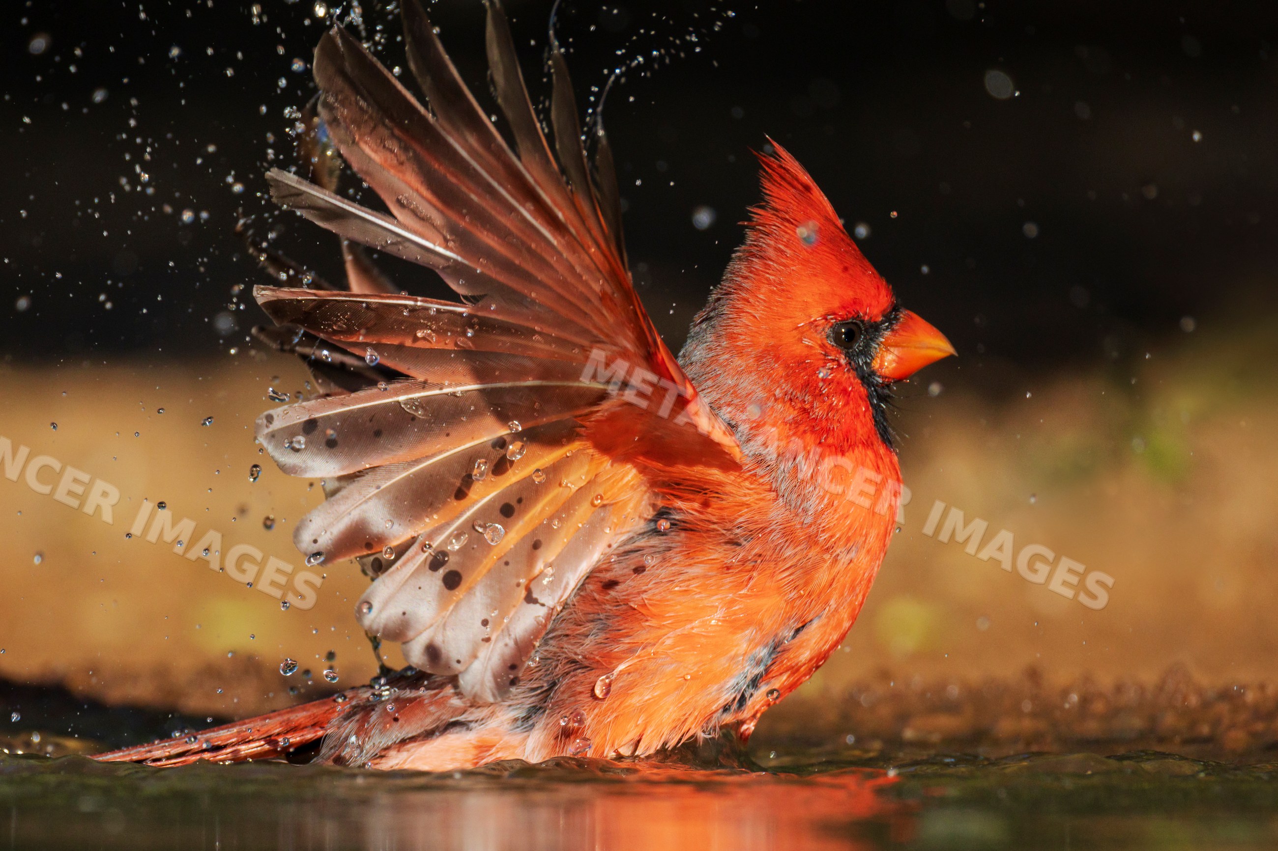 Male Cardinal bathing at santa clara Ranch in rio grande city, Texas