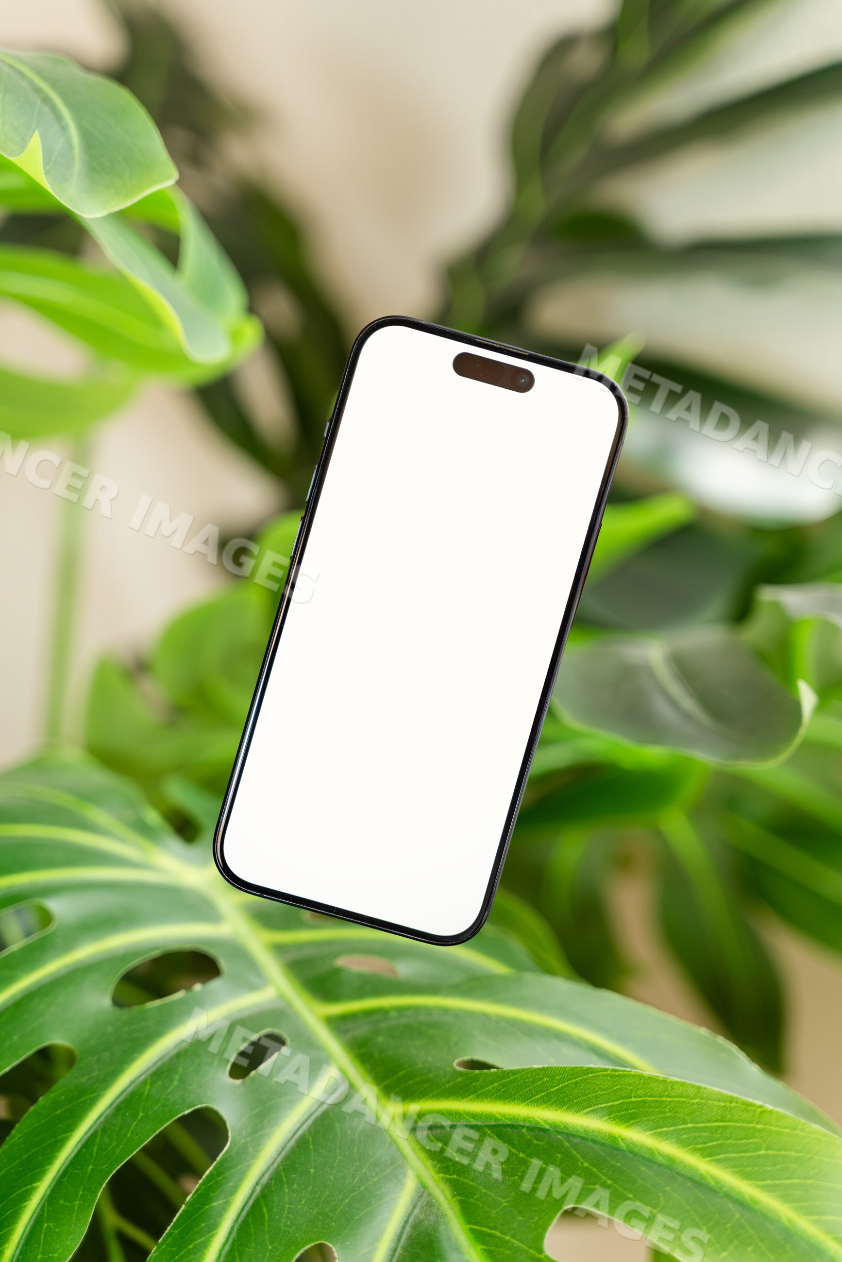 Smartphone with blank screen on monstera leaf indoors