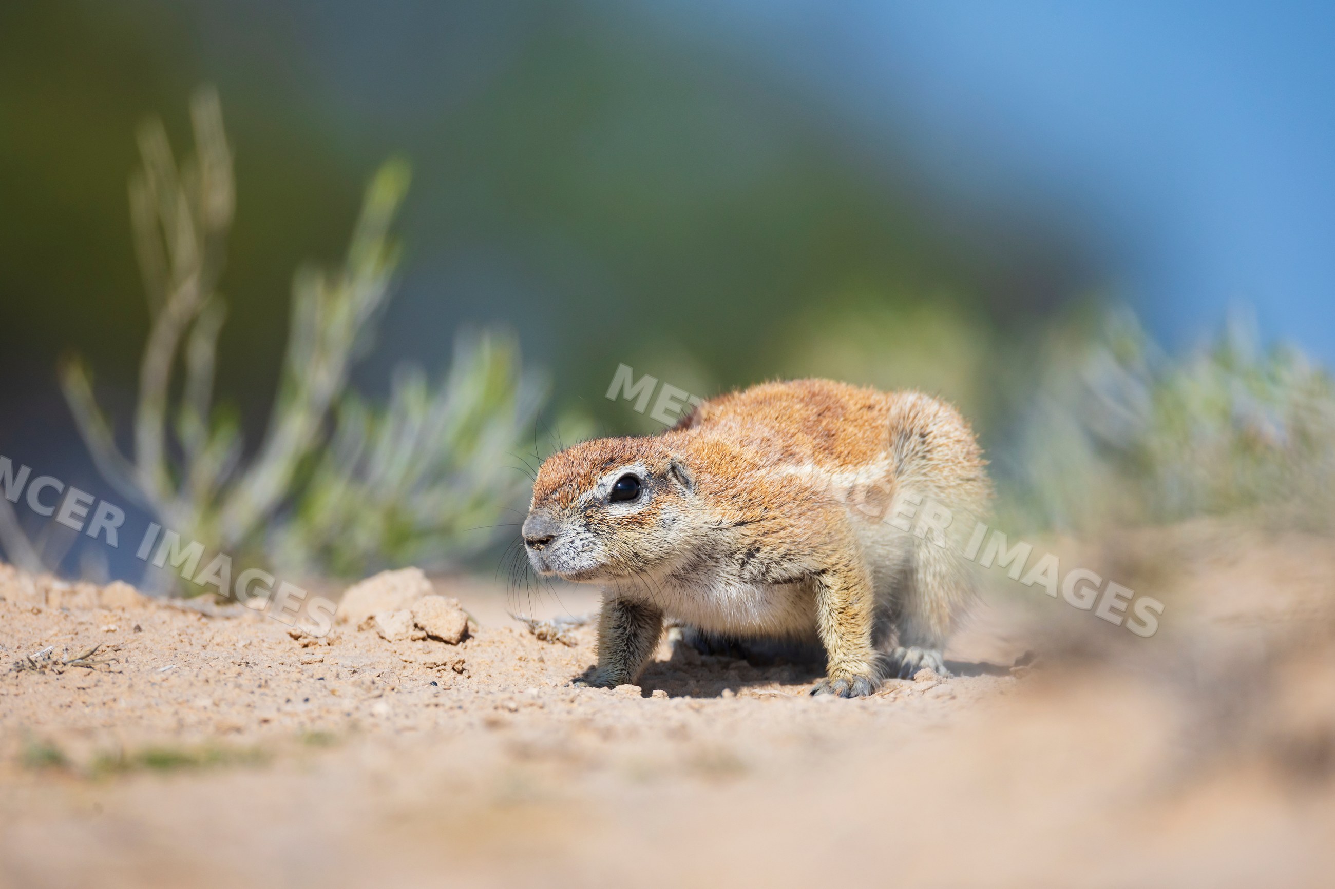 African Ground Squirrel on sandy terrain at kalahari research center