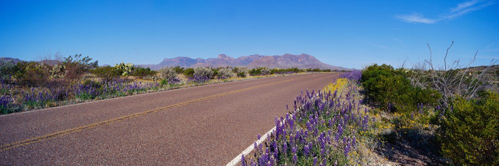 Road with wildflowers and desert plants under clear blue sky