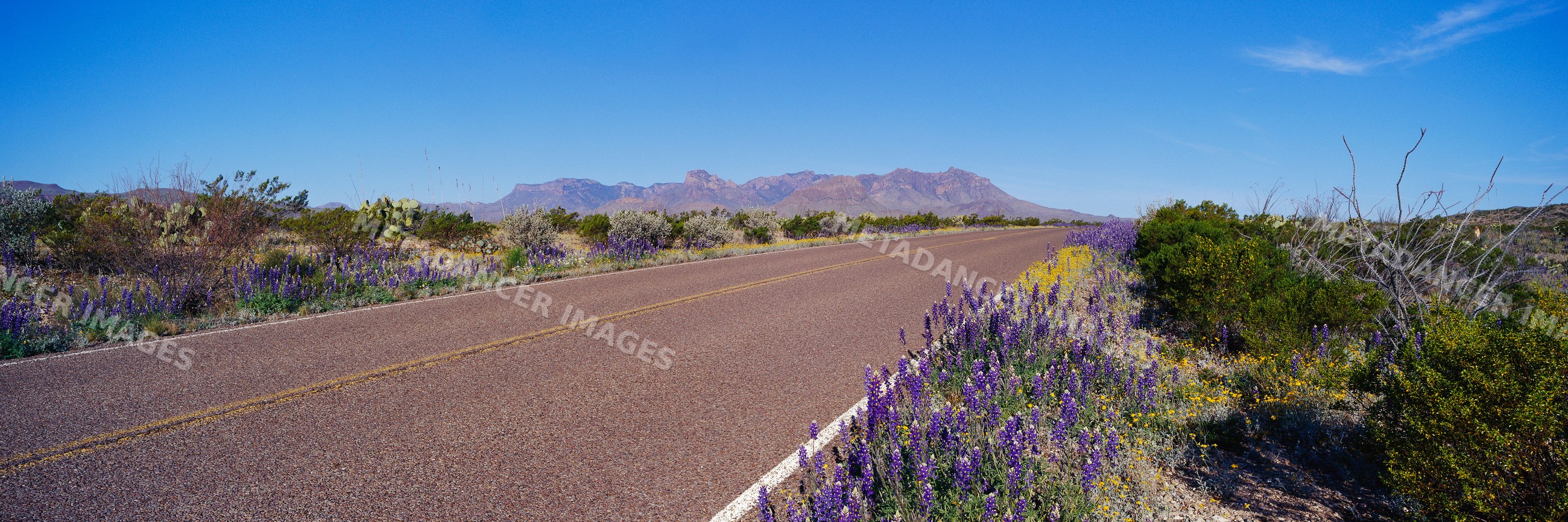 Road with wildflowers and desert plants under clear blue sky