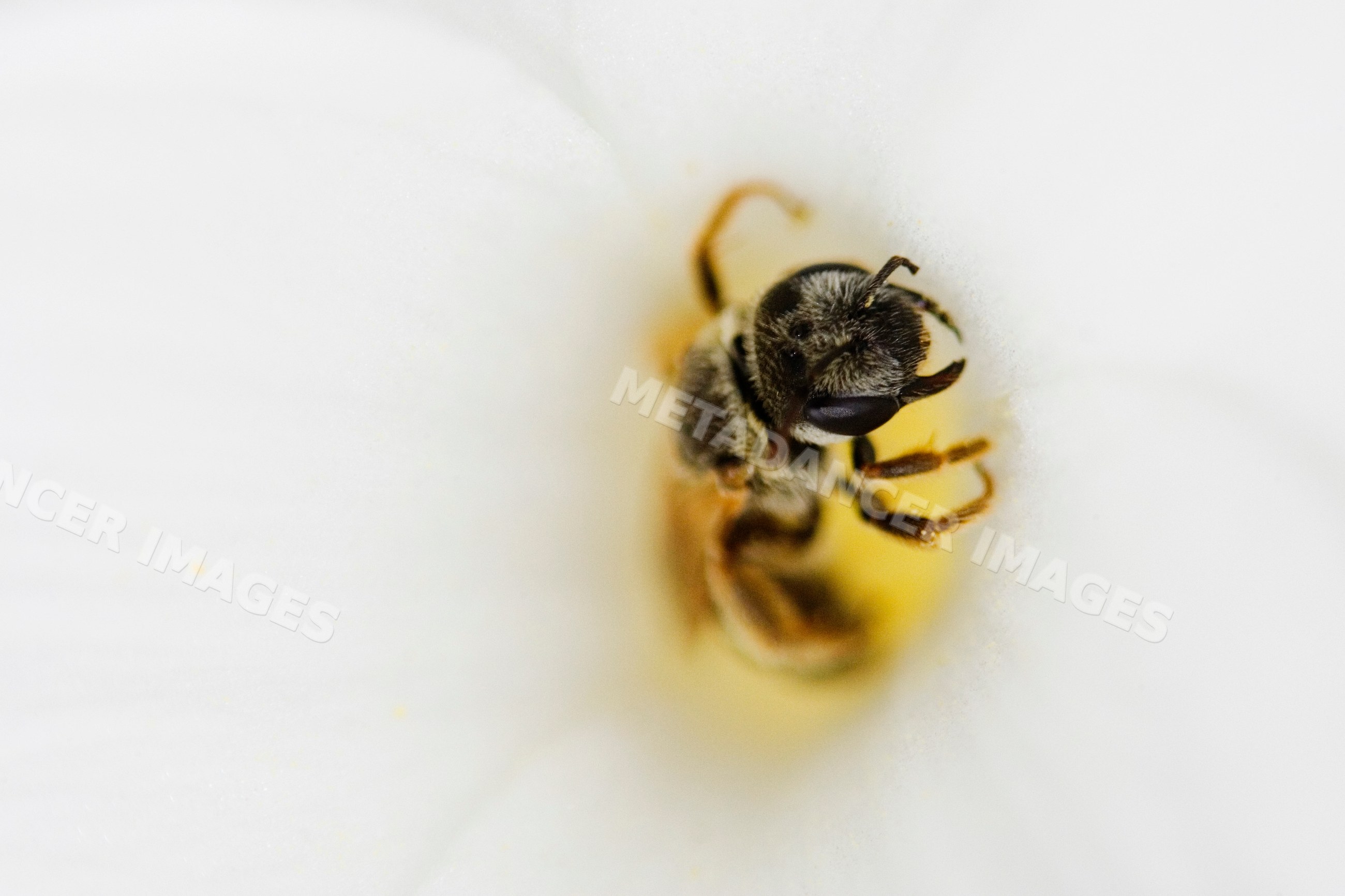Close-up of bee on white flower