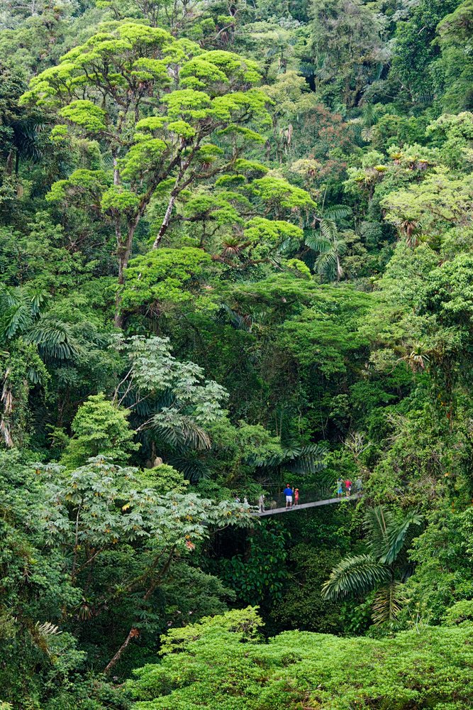 Tourists crossing hanging bridge rainforest