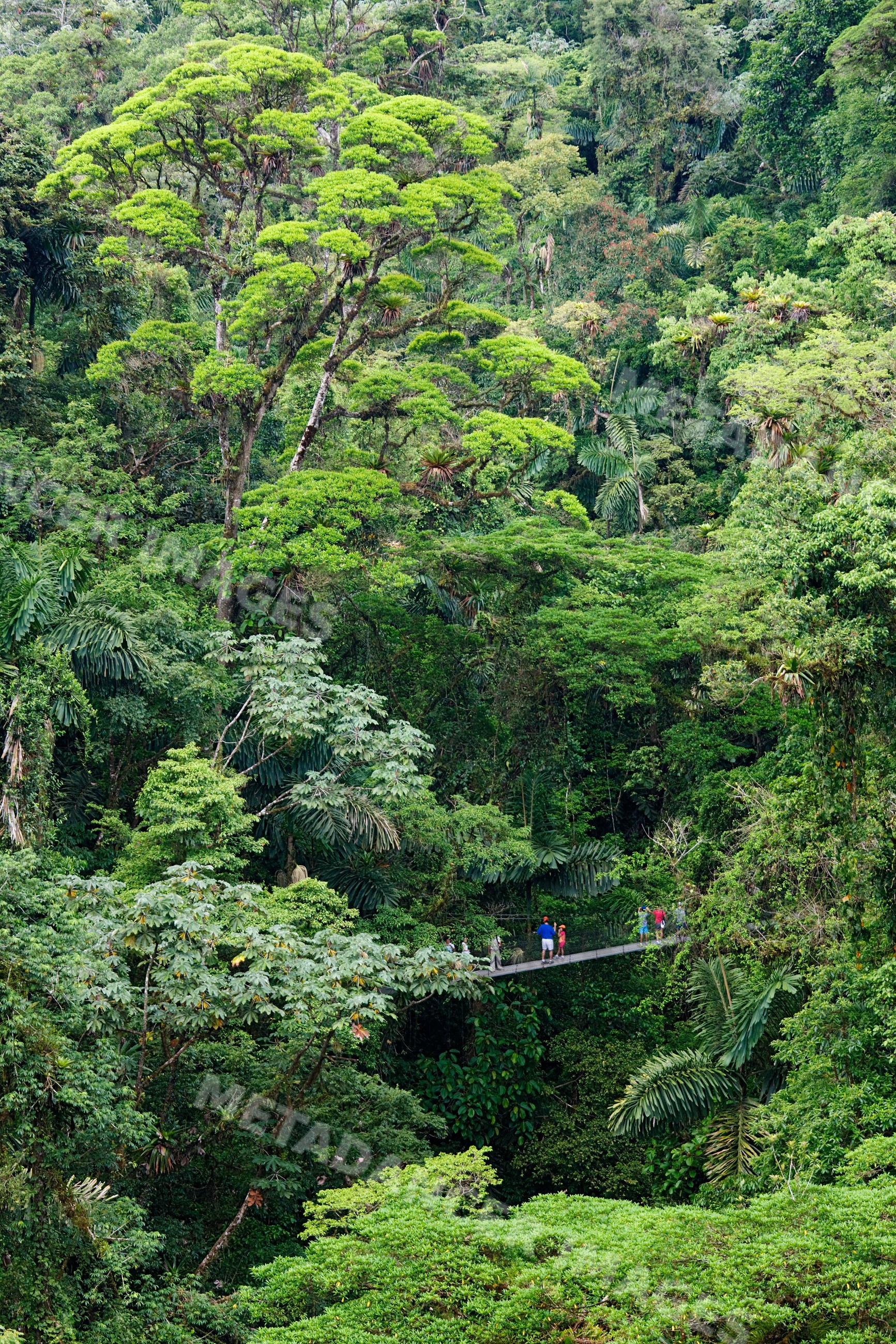 Tourists crossing hanging bridge rainforest