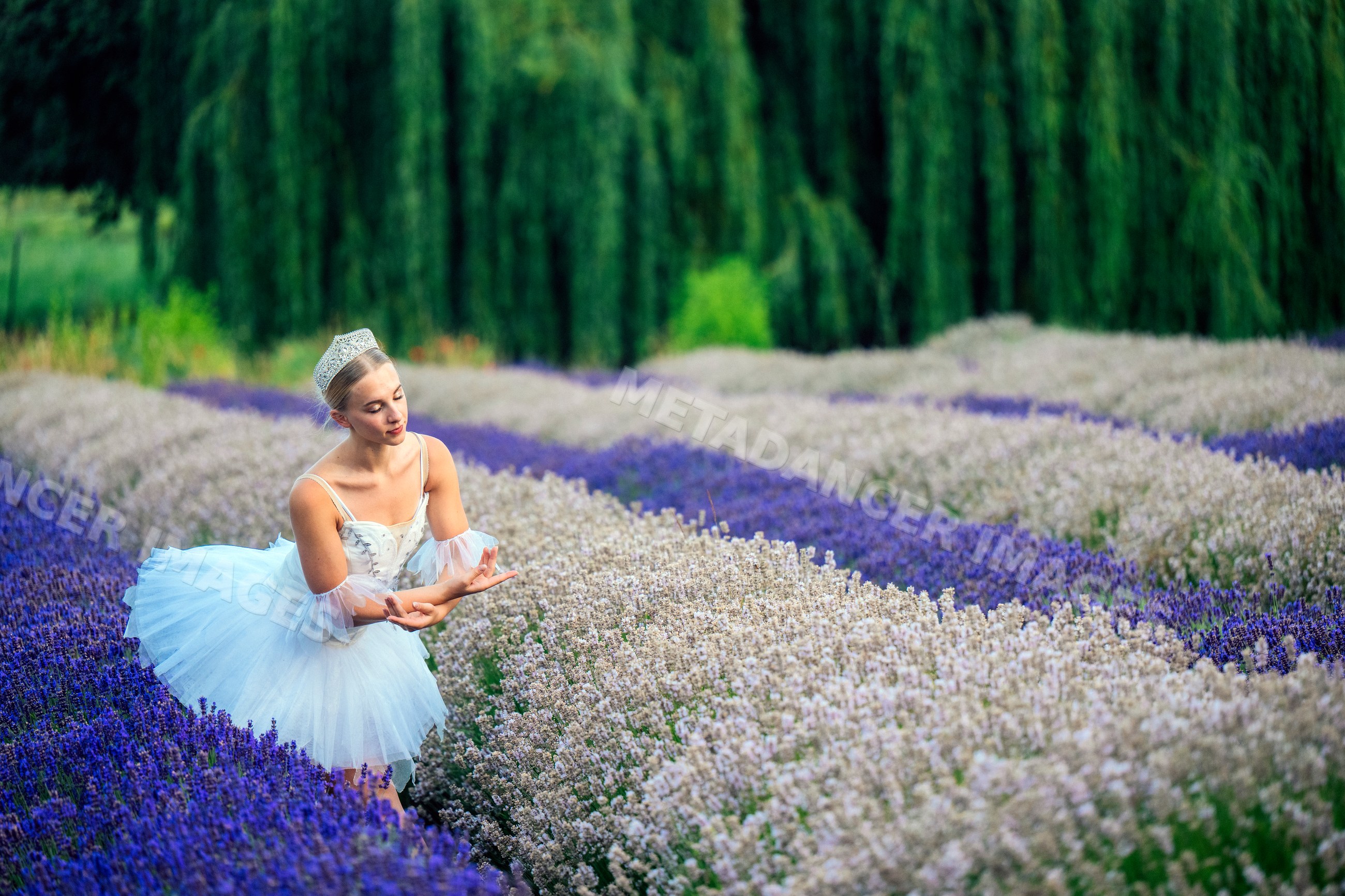 A ballerina gracefully poses in a lavender field in WA, USA