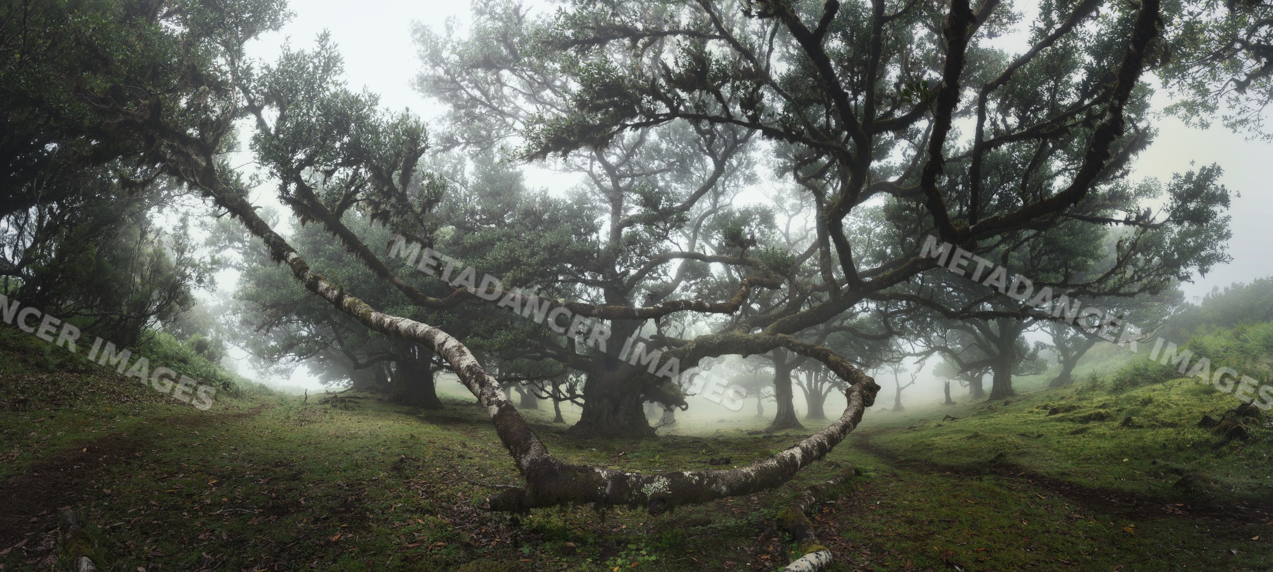 Fog gently envelops mossy trees and twisted branches