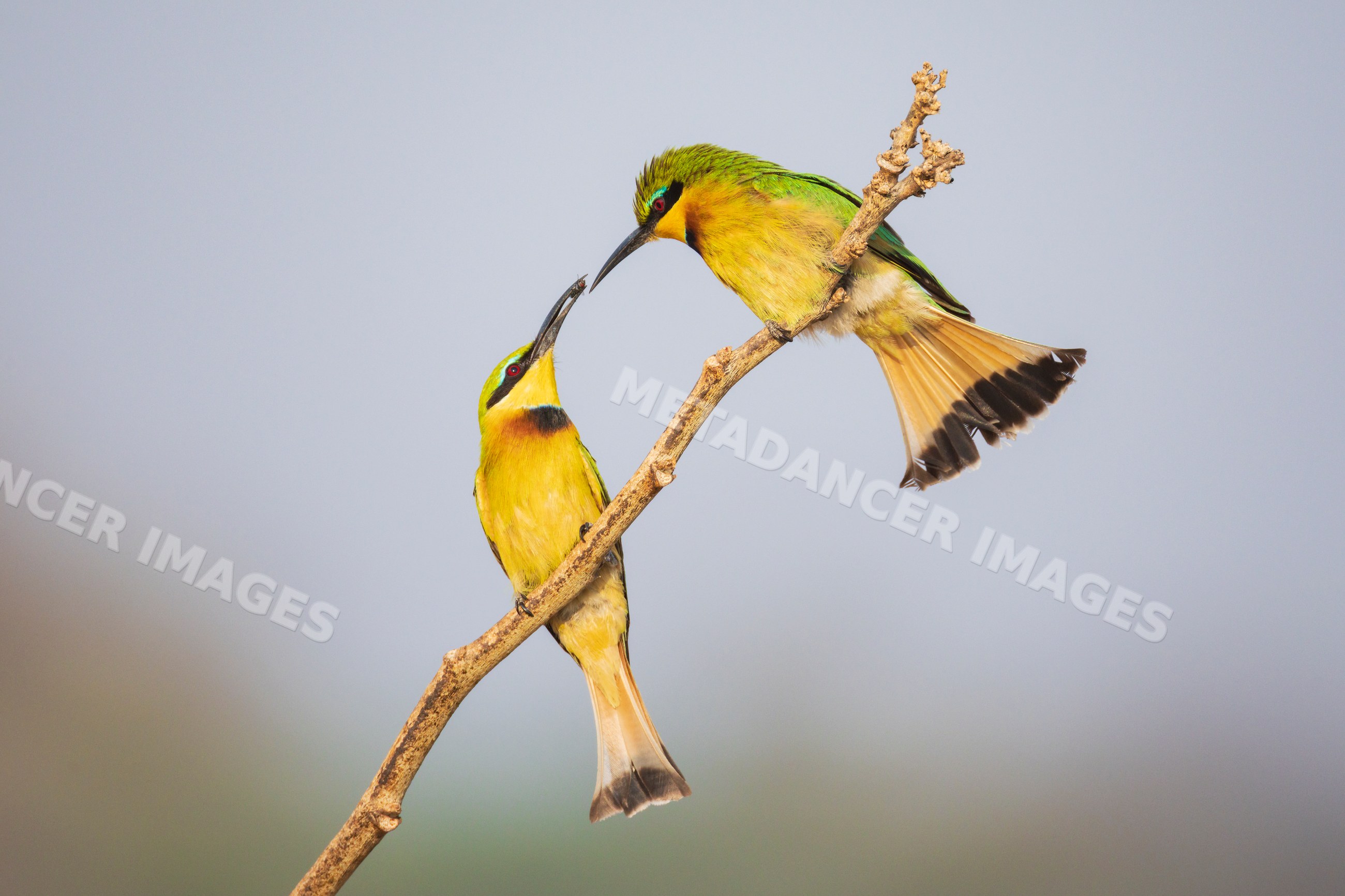 Little Bee-Eater offering a Fly to its mate on a branch in a park