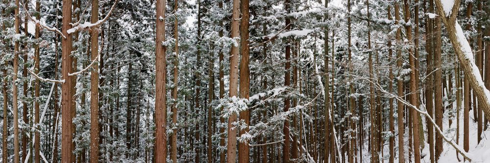 Snow-covered pine forest japan winter landscape