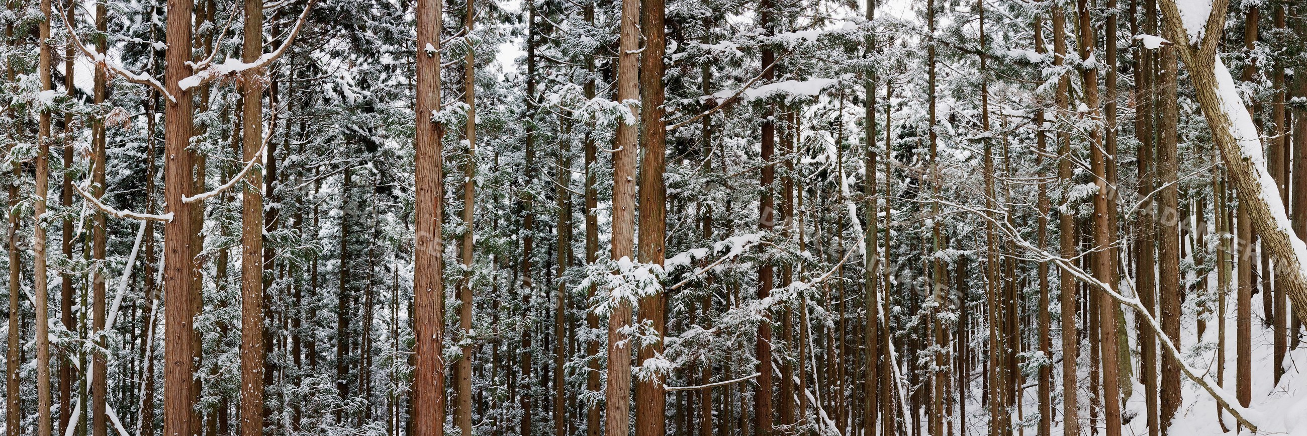 Snow-covered pine forest japan winter landscape