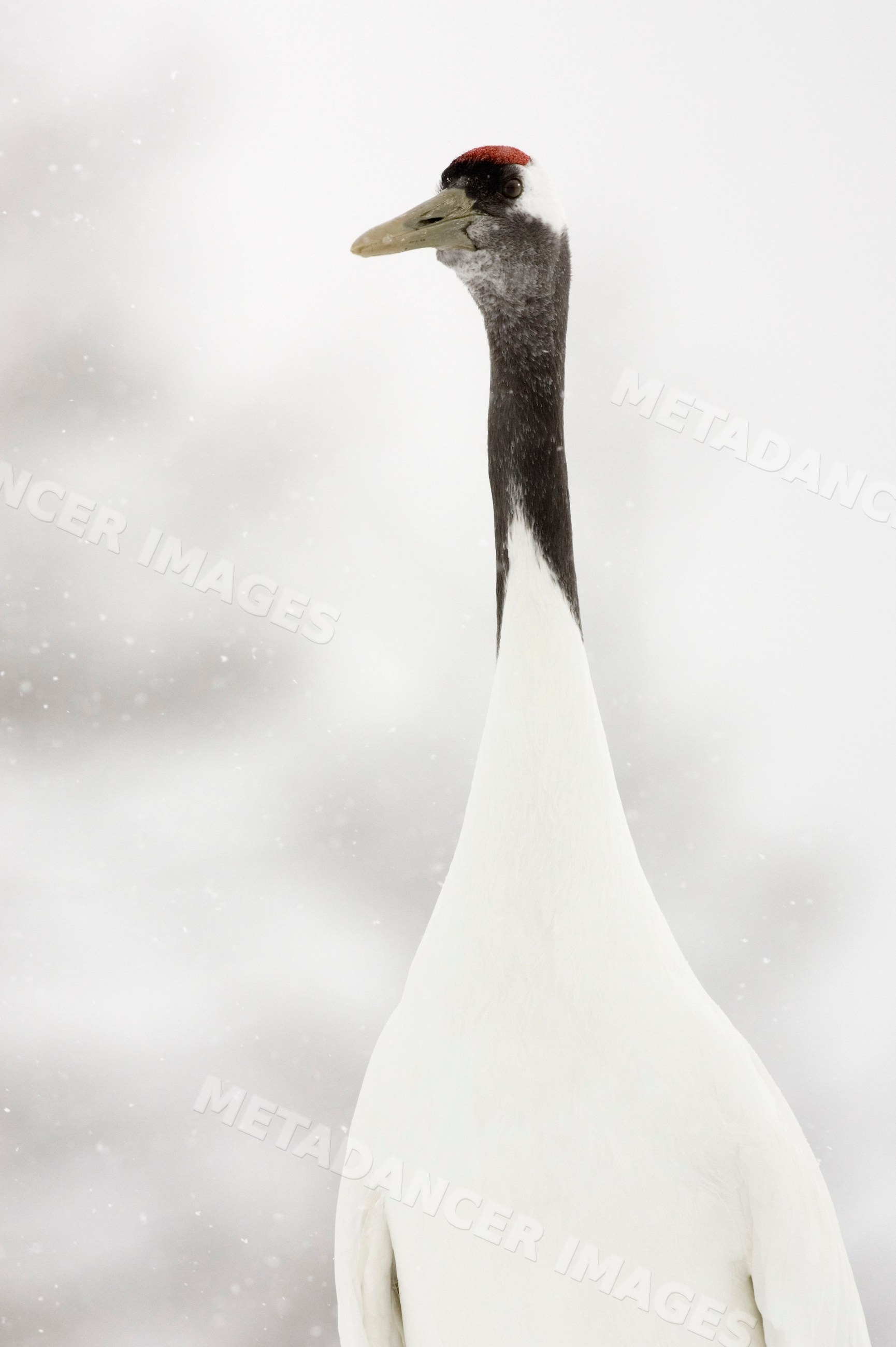 Red crowned crane standing in snow japan