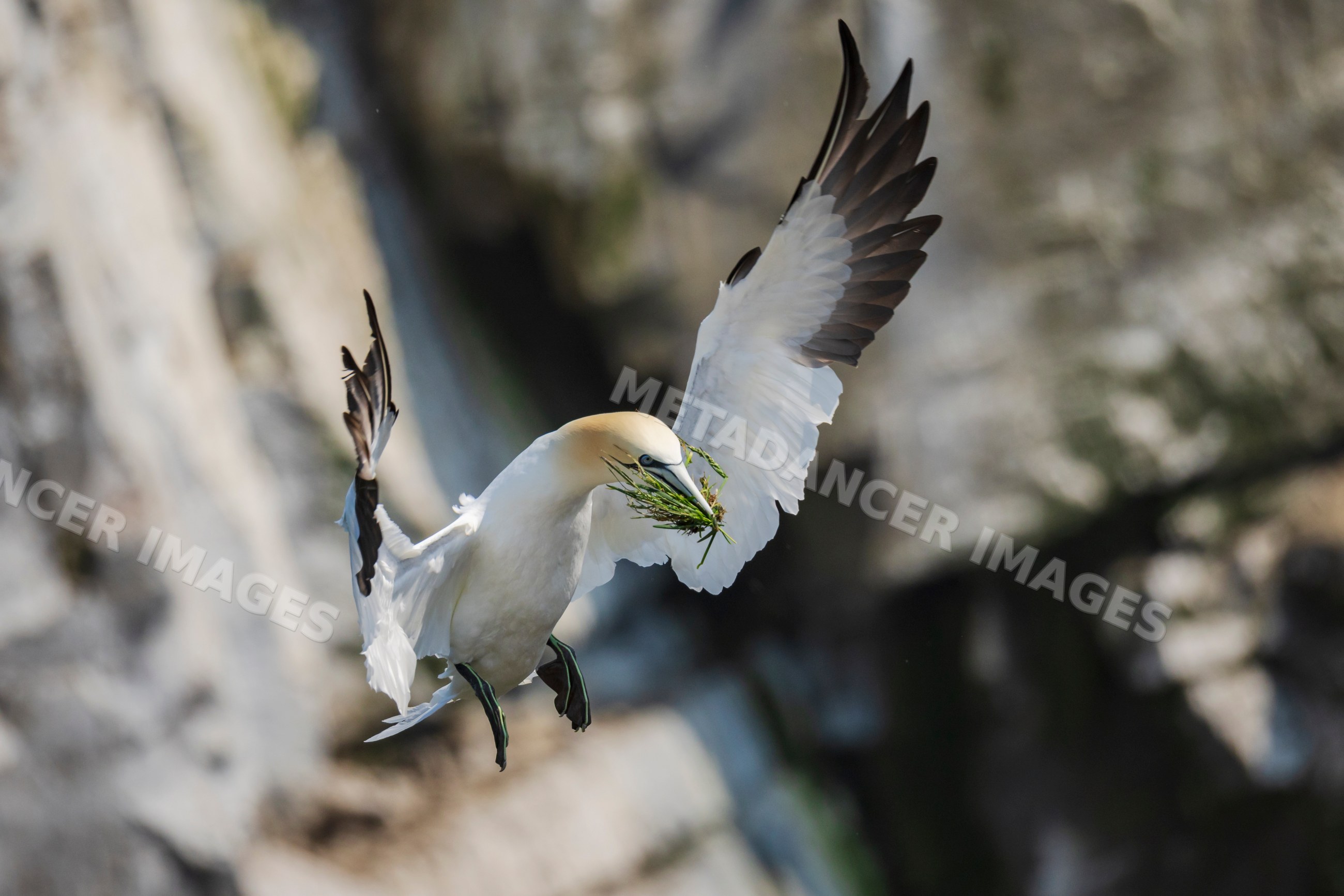 Northern gannet flying with nesting material