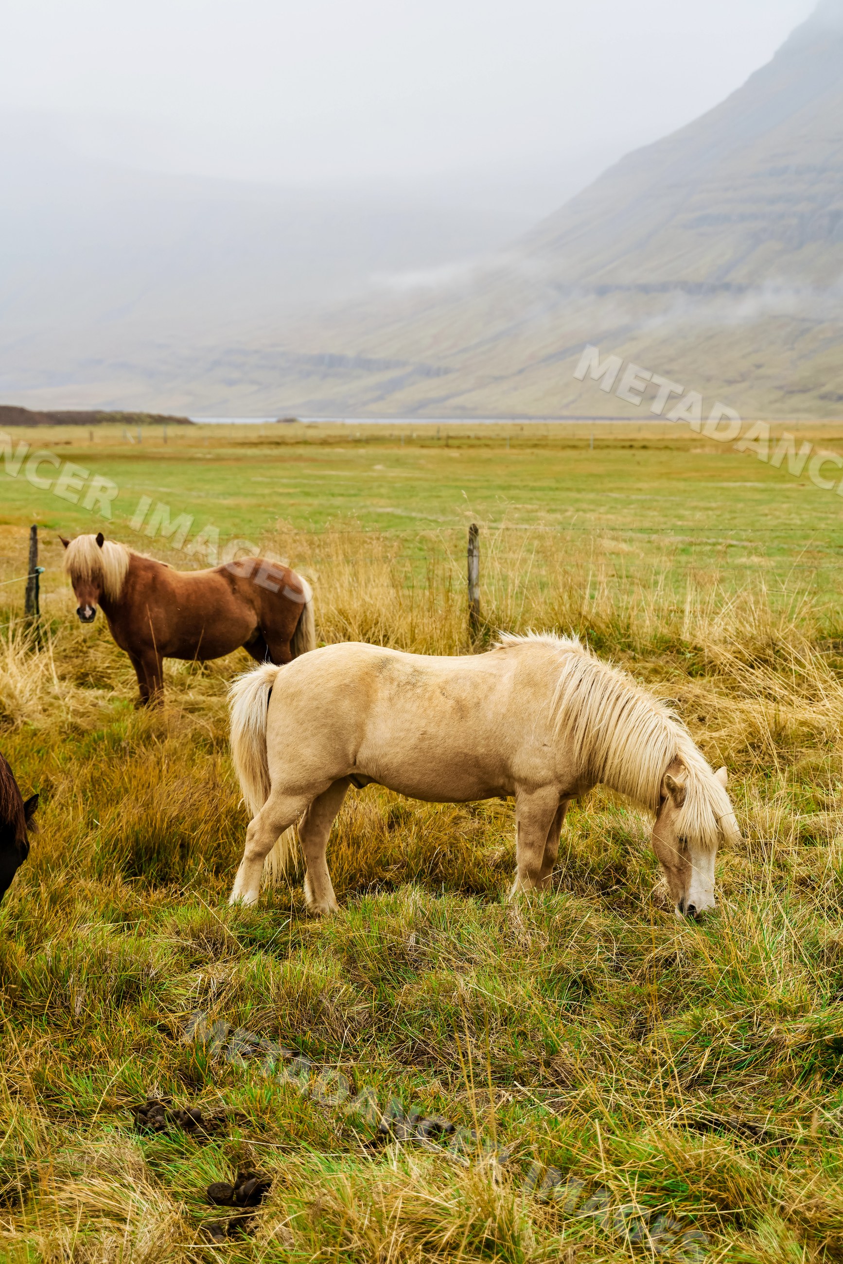 Horses grazing in a grassy field with mountains