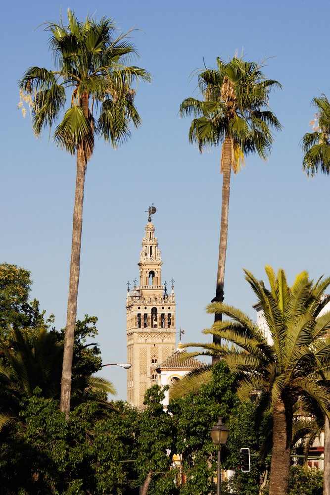 Seville cathedral la giralda tower framed by palm trees Spain
