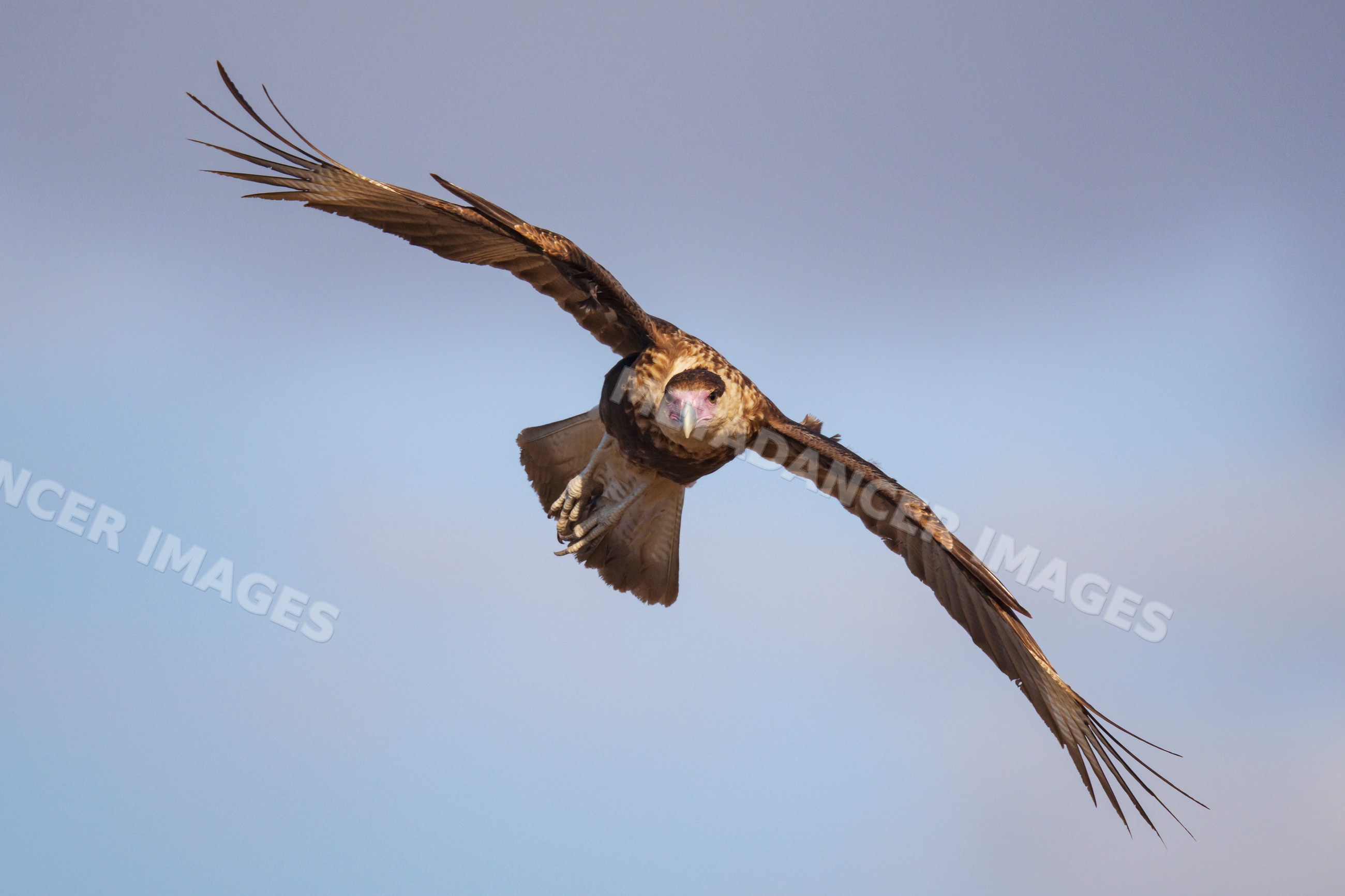 Juvenile Caracara soaring in Flight at santa clara ranch Texas
