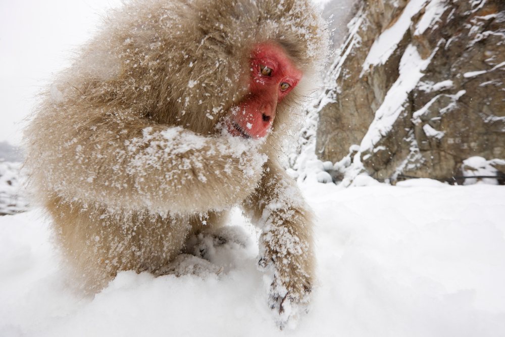 Japanese macaque foraging in snowy nagano landscape