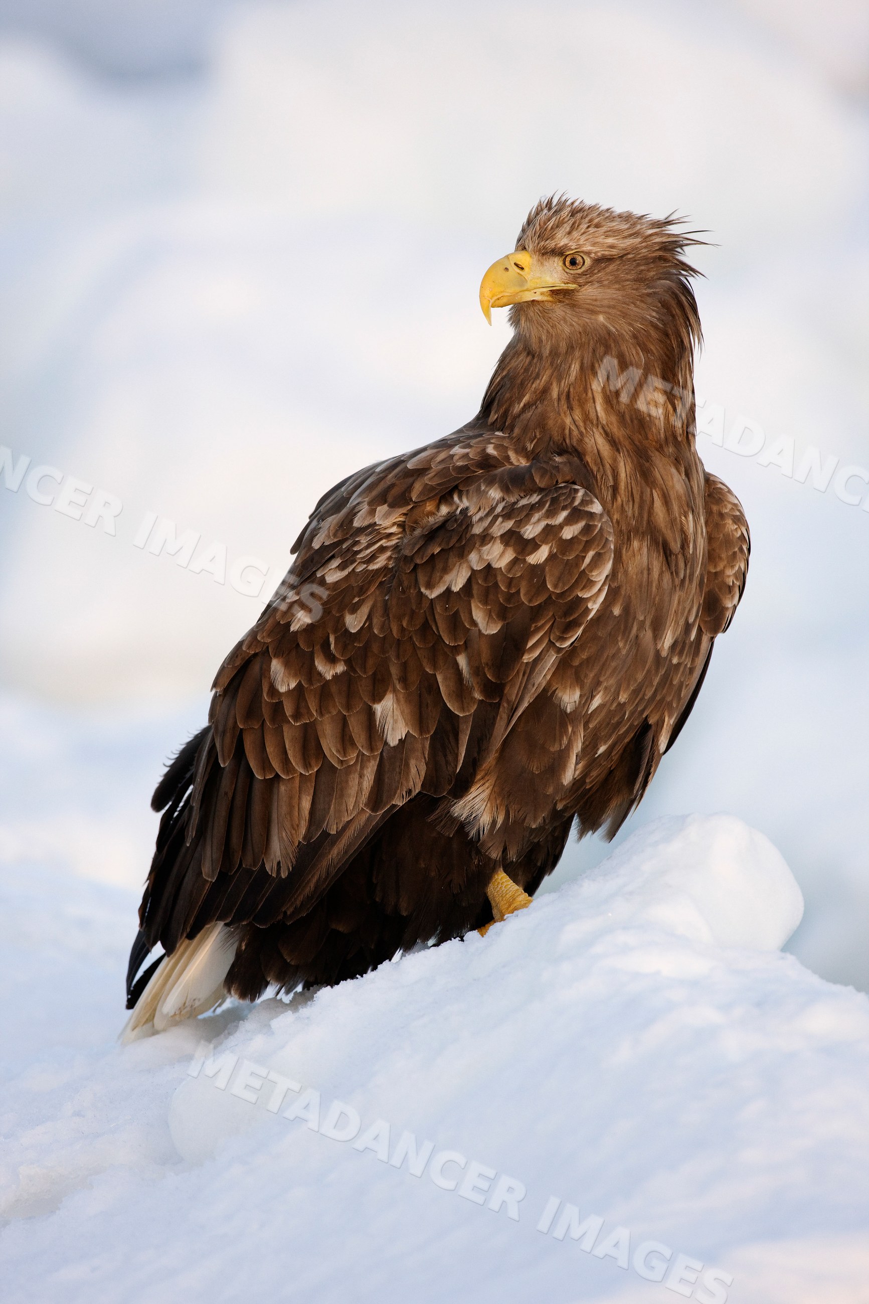 White-tailed eagle perched on ice floe japan