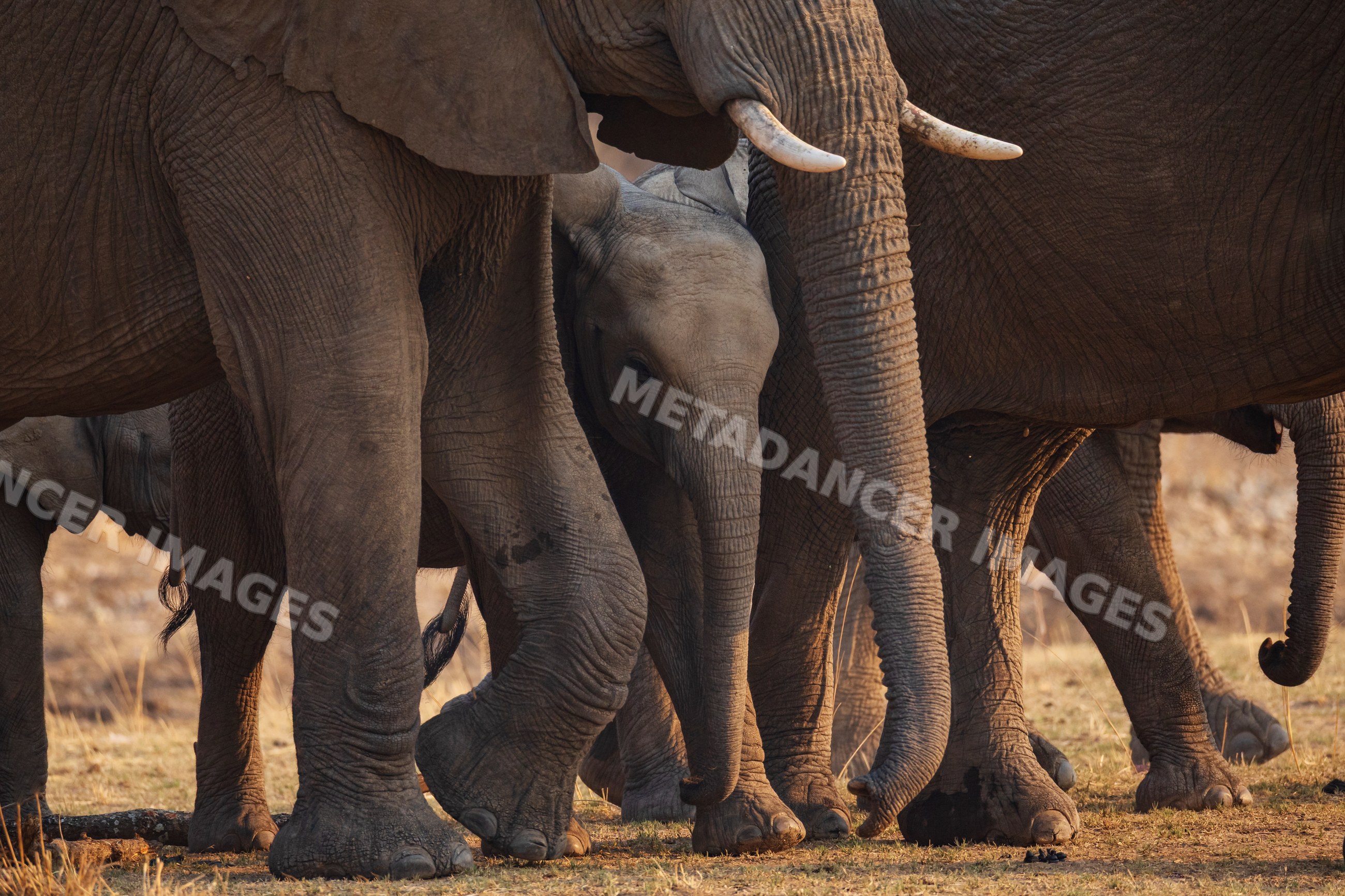 Elephant Herd with baby elephant in South Luangwa national park