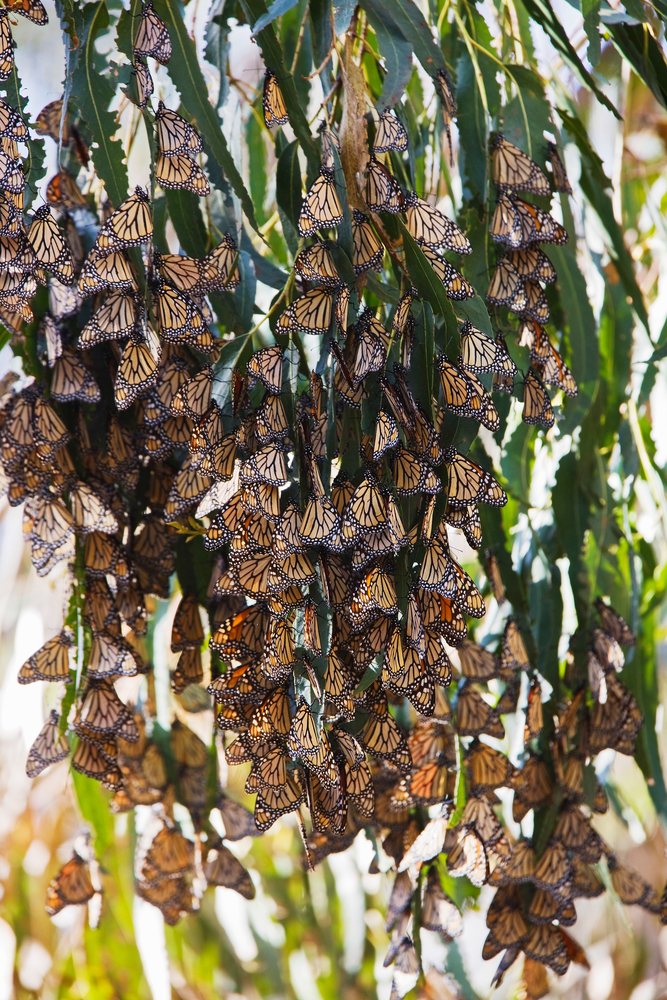 Monarch butterflies resting on tree leaves
