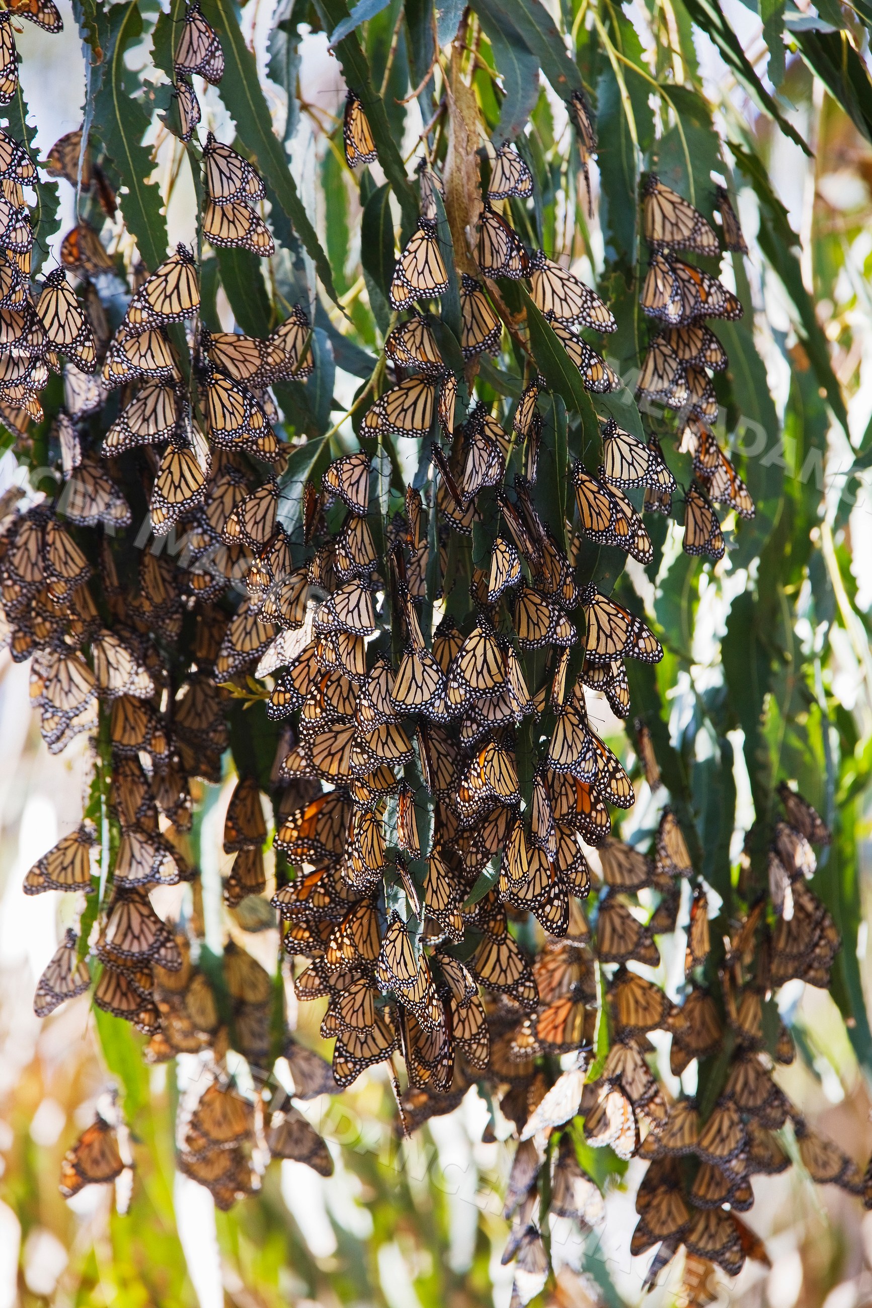 Monarch butterflies resting on tree leaves