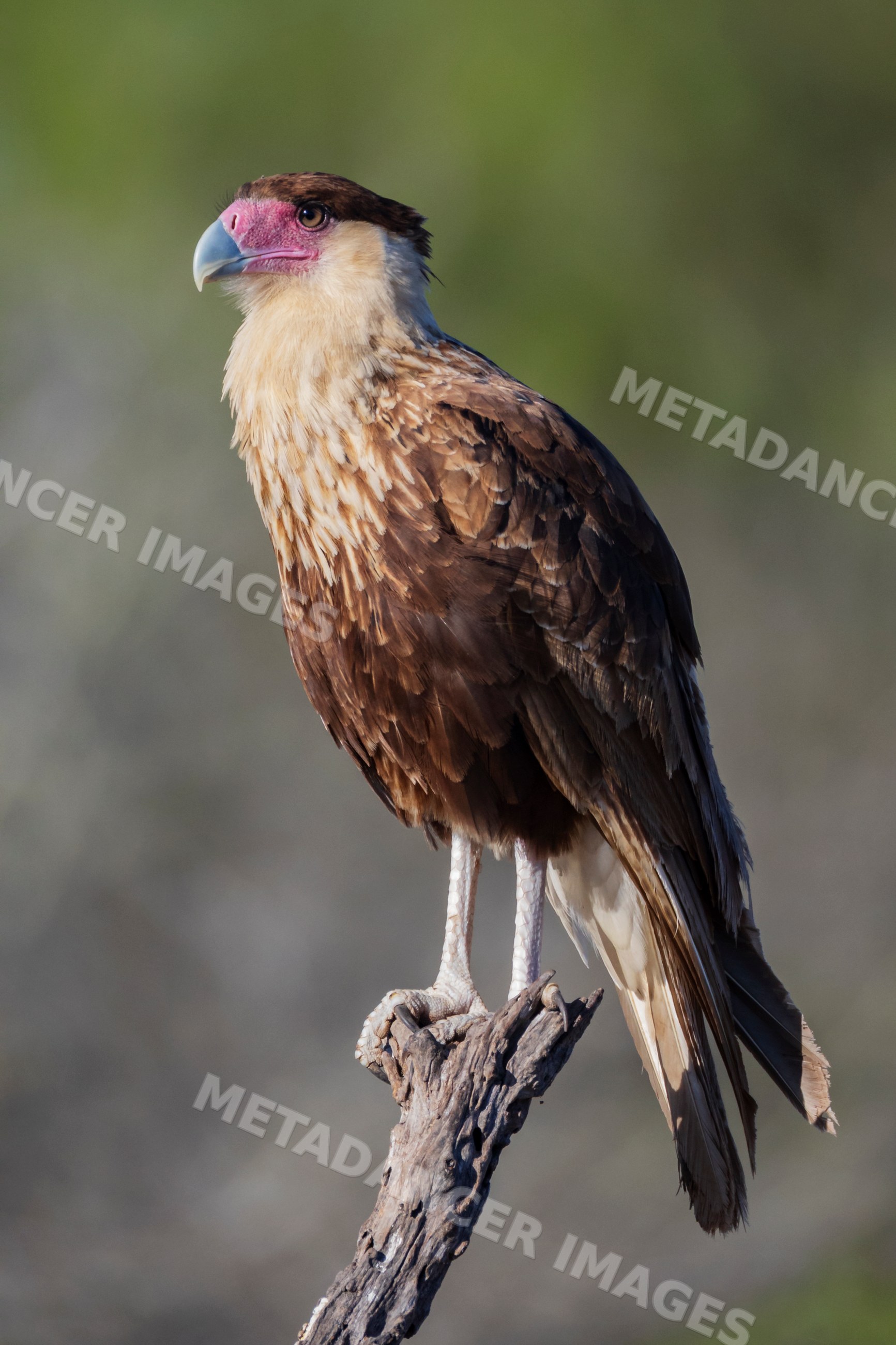 Juvenile Crested Caracara perched on branch in texas wildlife