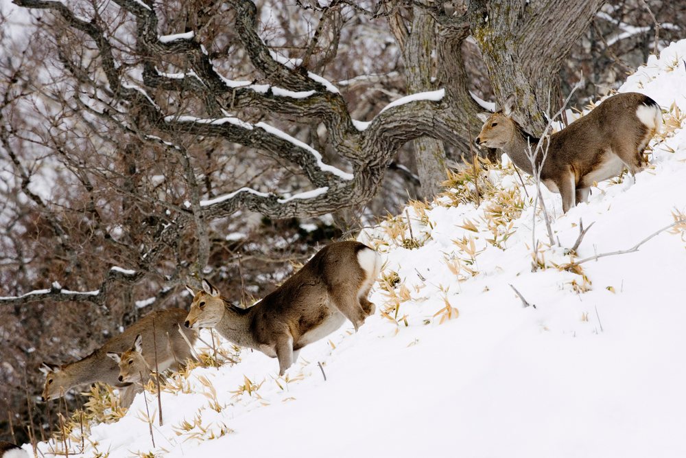 Sika deer walking in snowy forest on hokkaido peninsula