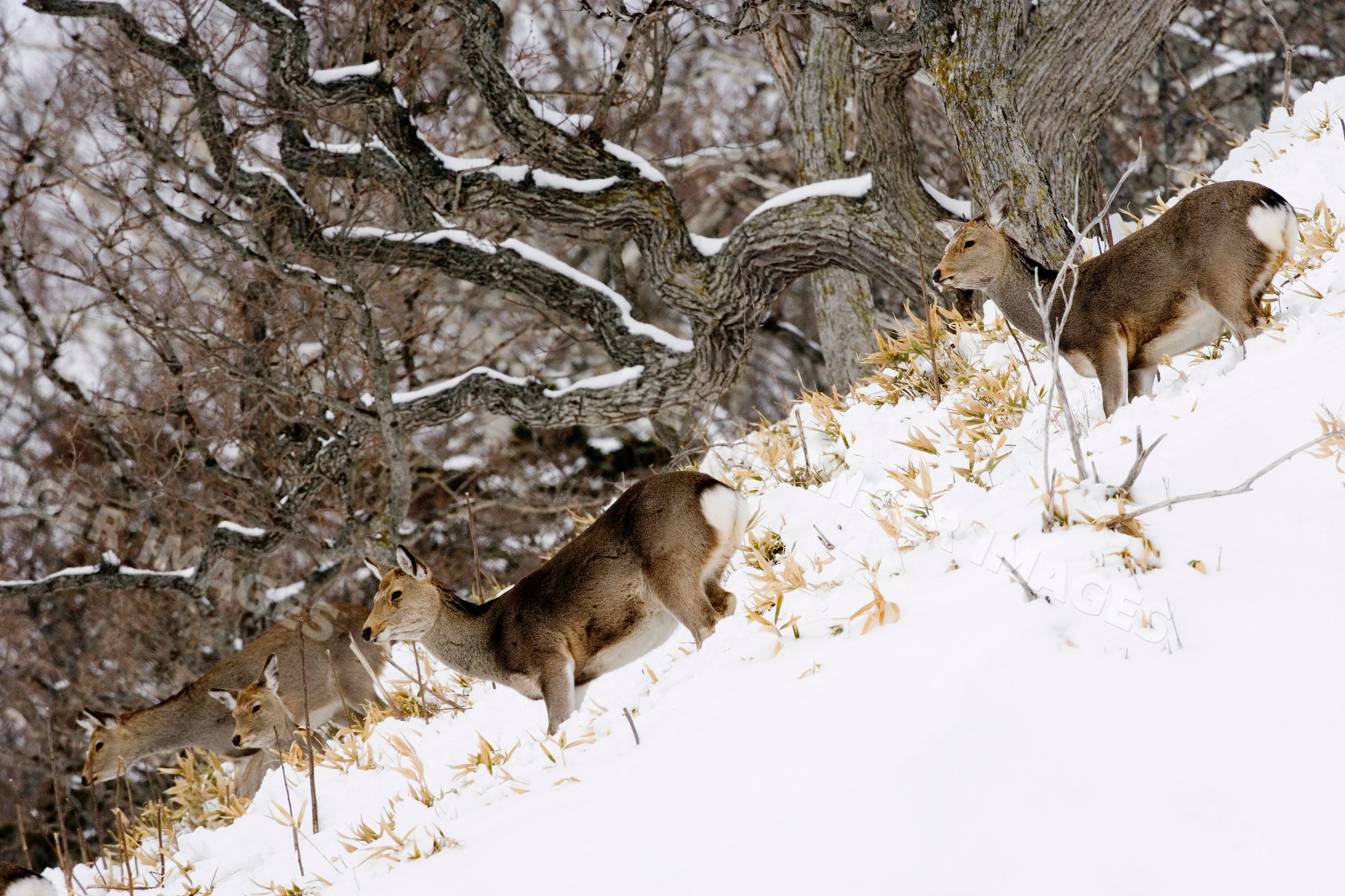 Sika deer walking in snowy forest on hokkaido peninsula