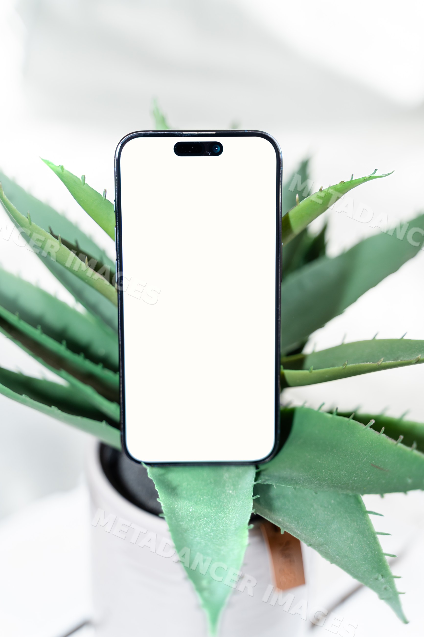 Smartphone with blank screen on aloe vera plant in white pot