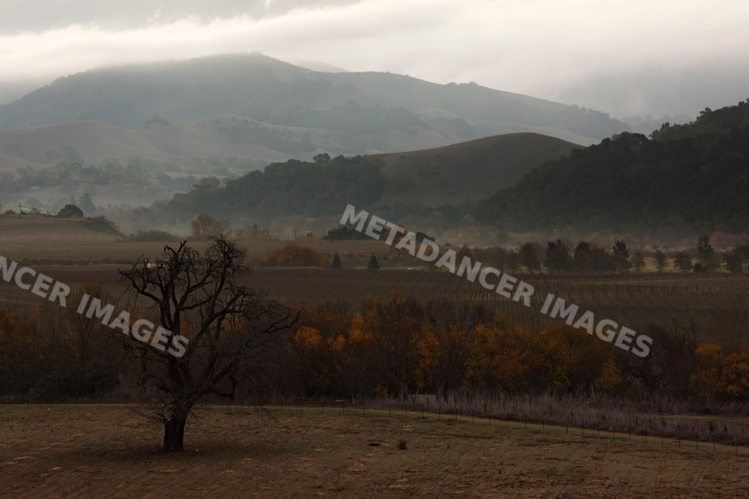 Tree in foggy field with hills and vineyard valley landscape