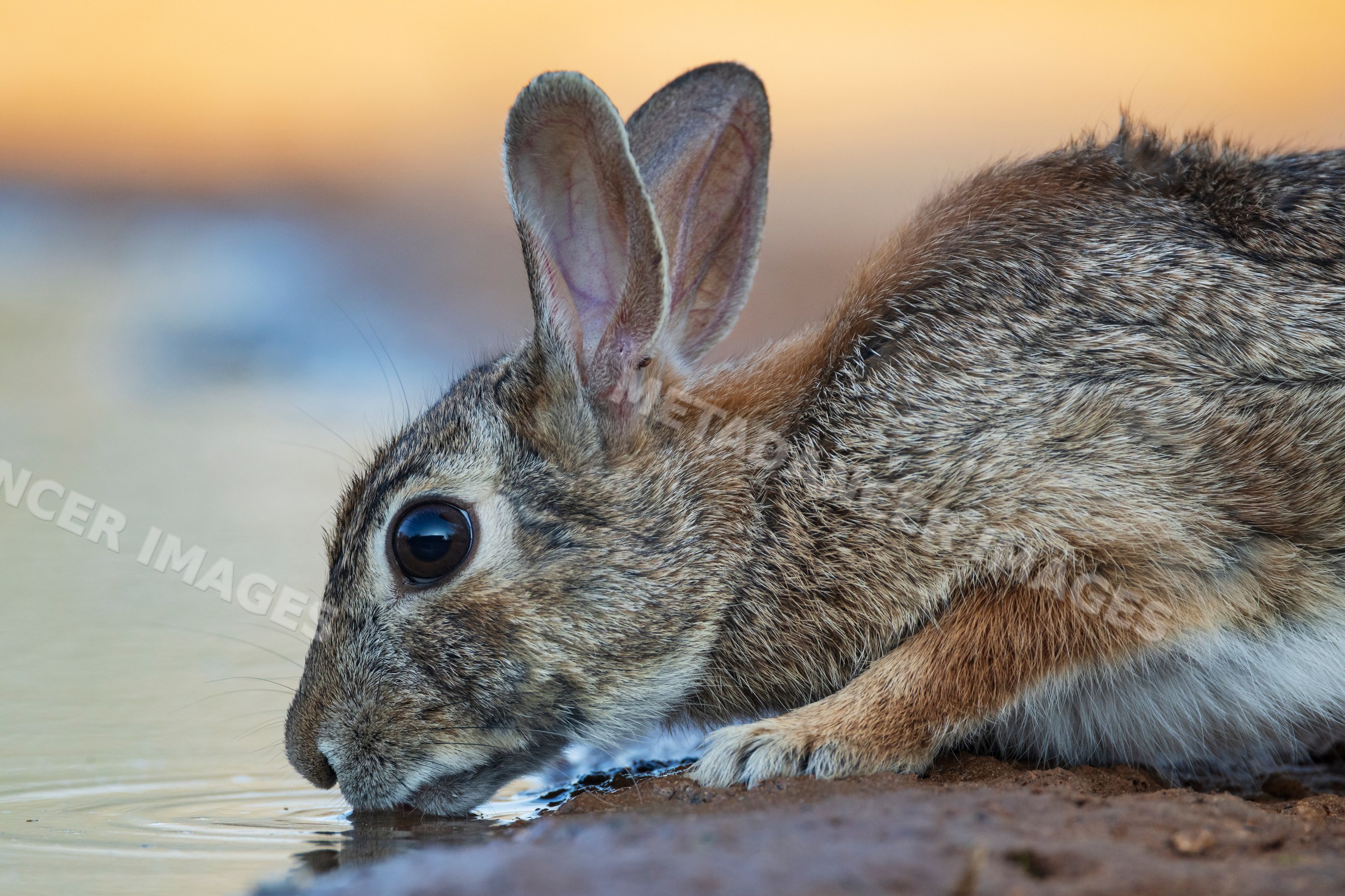 Eastern cottontail rabbit drinking water in santa clara ranch texas