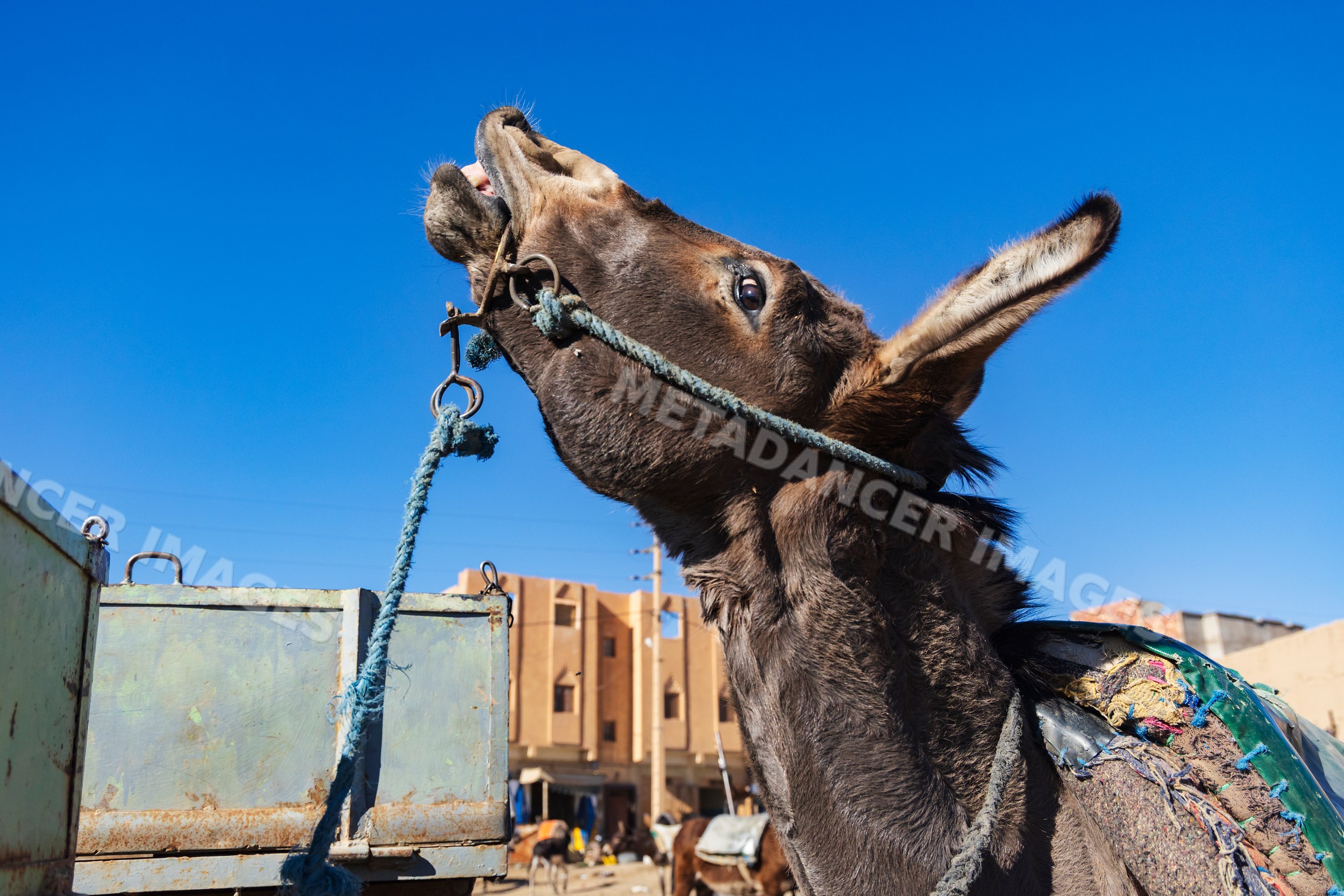Donkey Portrait raising head in rural town of rissani Morocco