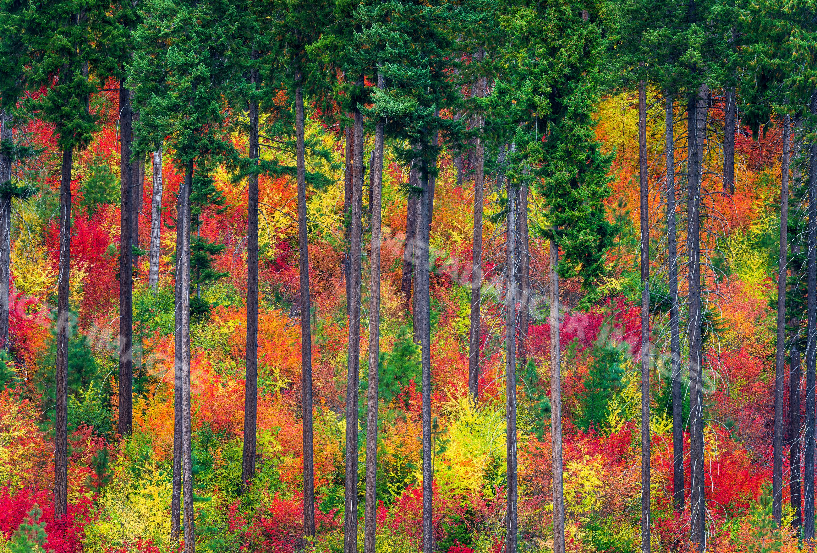 Pacific Northwest autumn forest with colorful foliage among tall trees