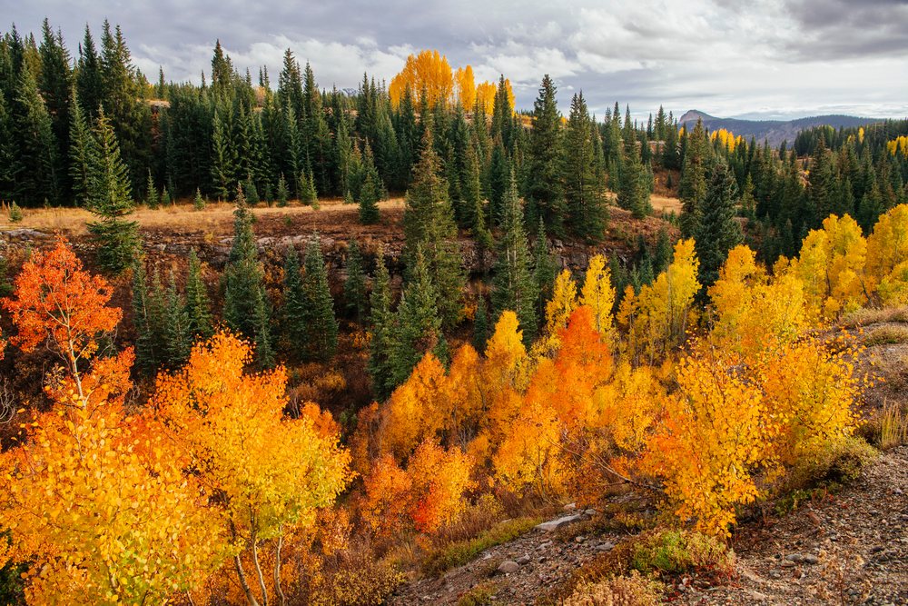 Autumn forest foliage near Durango Colorado