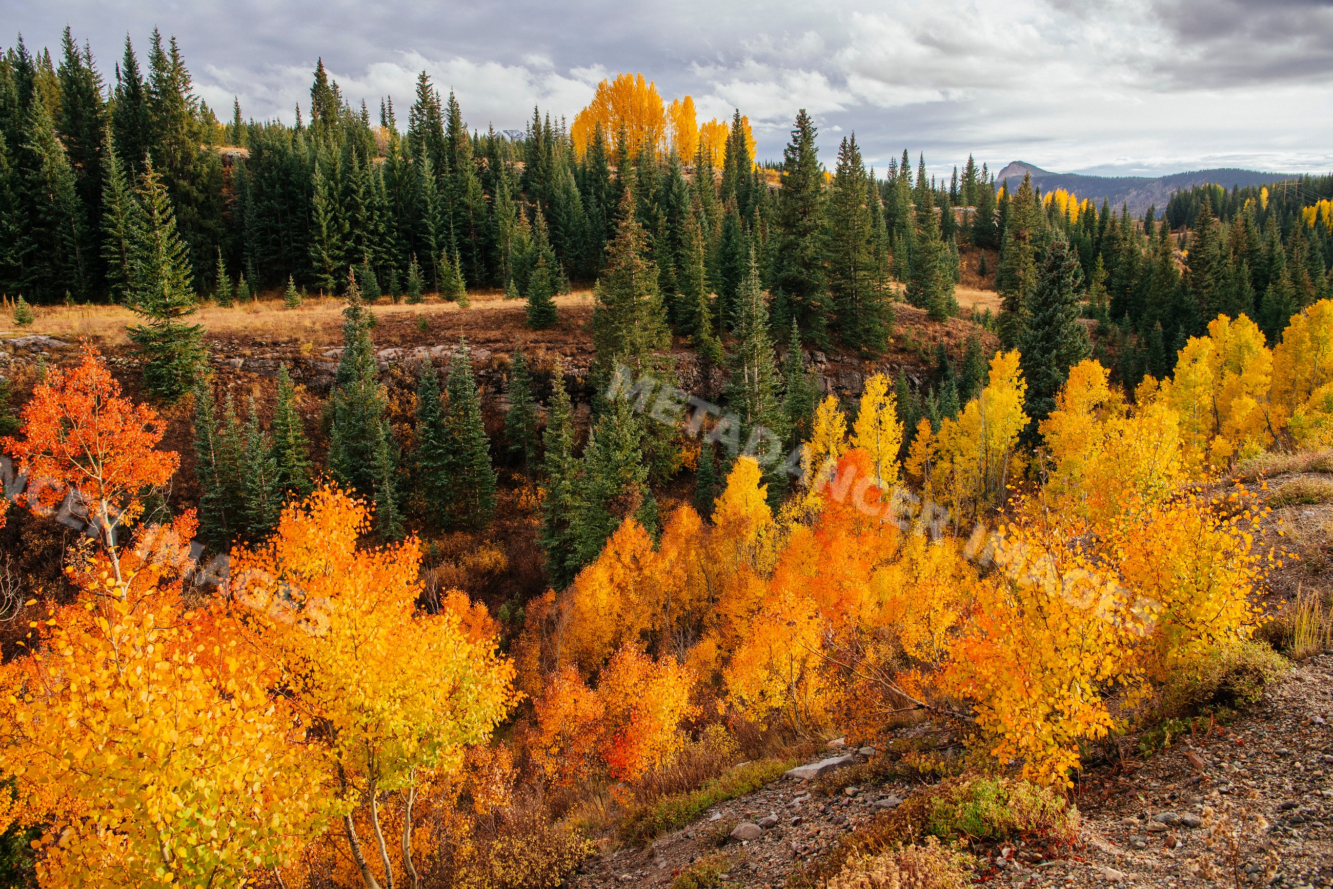 Autumn forest foliage near Durango Colorado