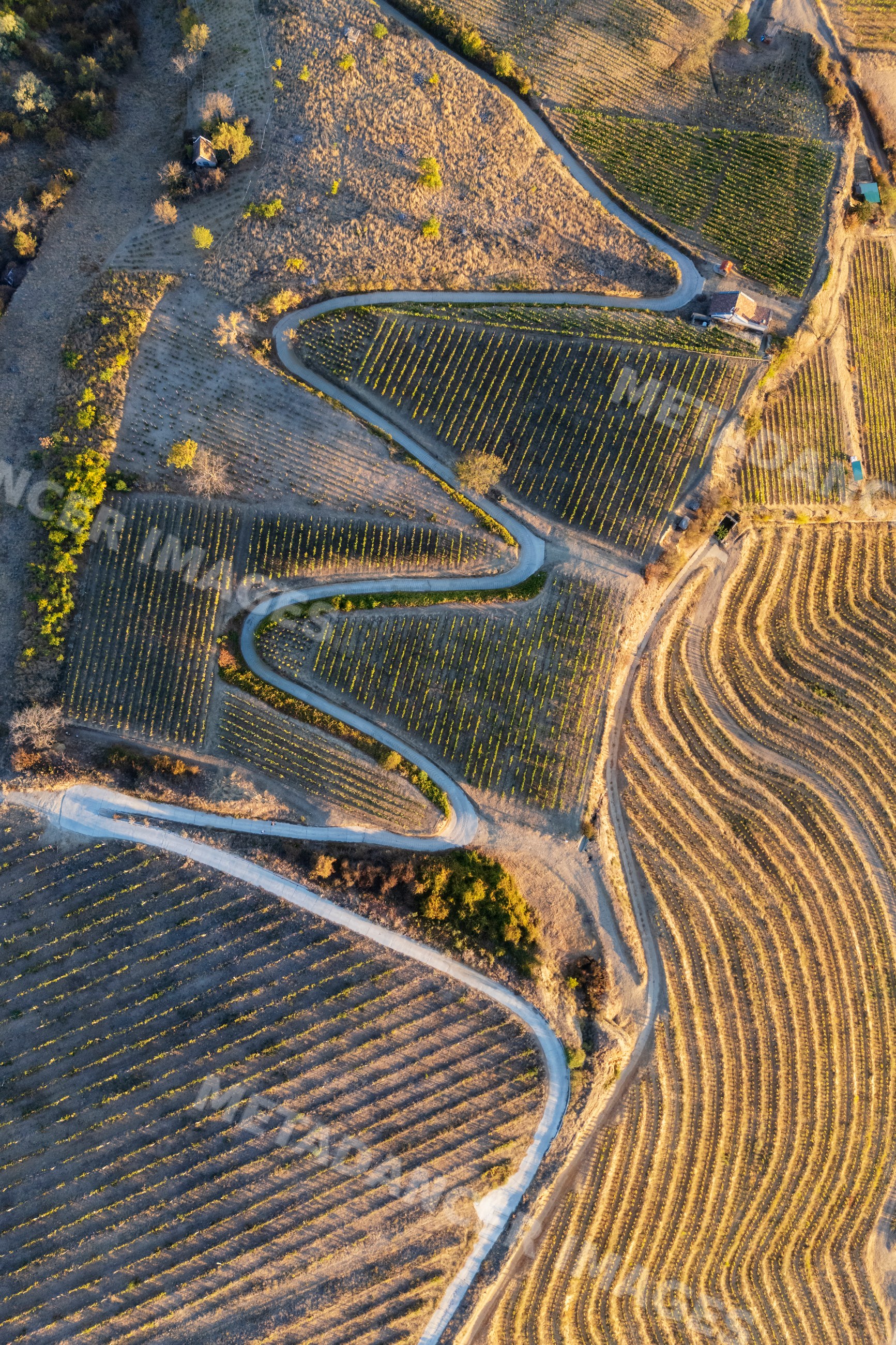 Winding road through vineyards and terraced fields in tokaj Hungary