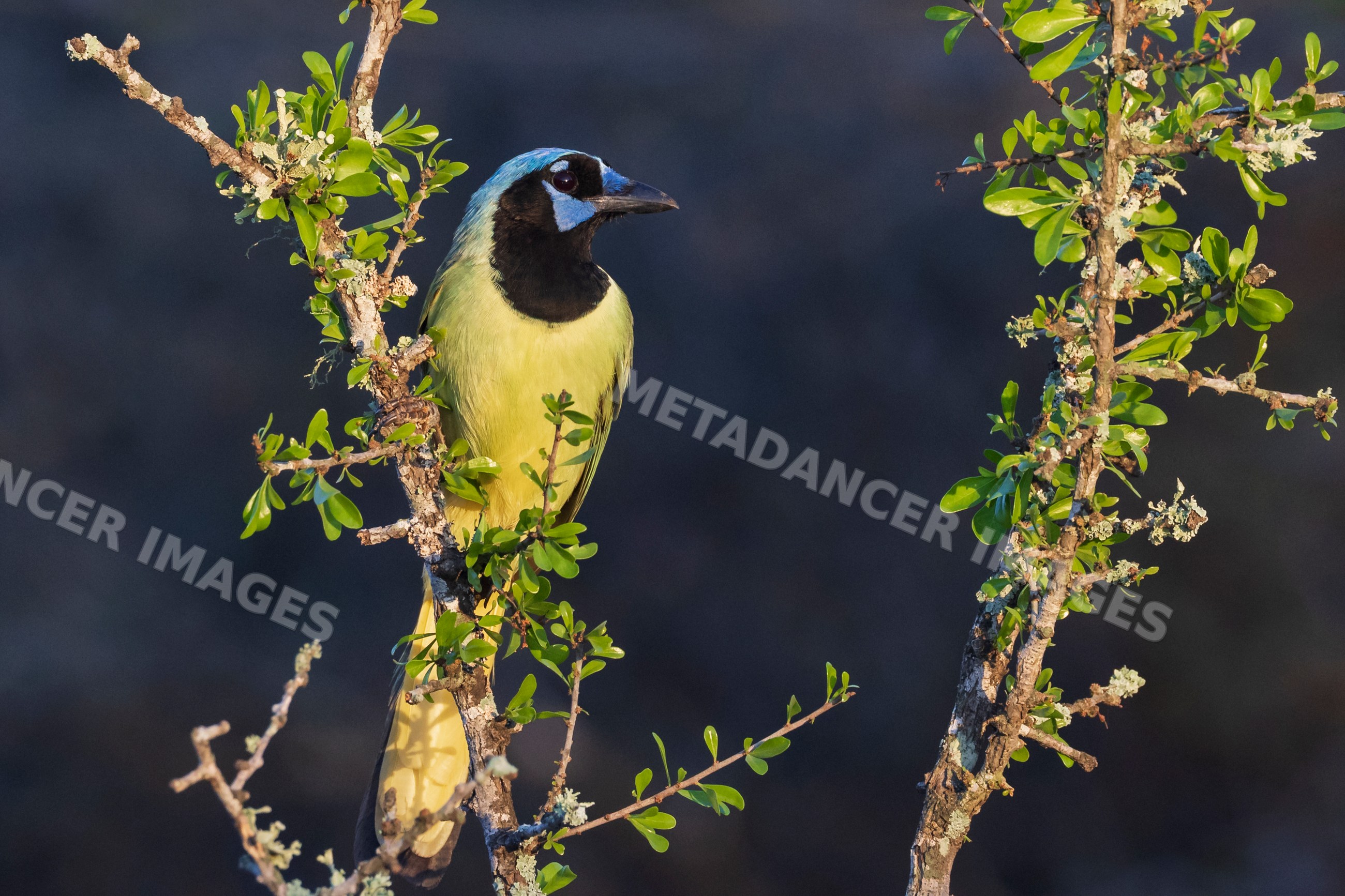 Green Jay perched on leafy tree branch at santa clara ranch