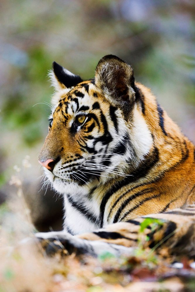 Close-up profile of a tiger in natural outdoor setting