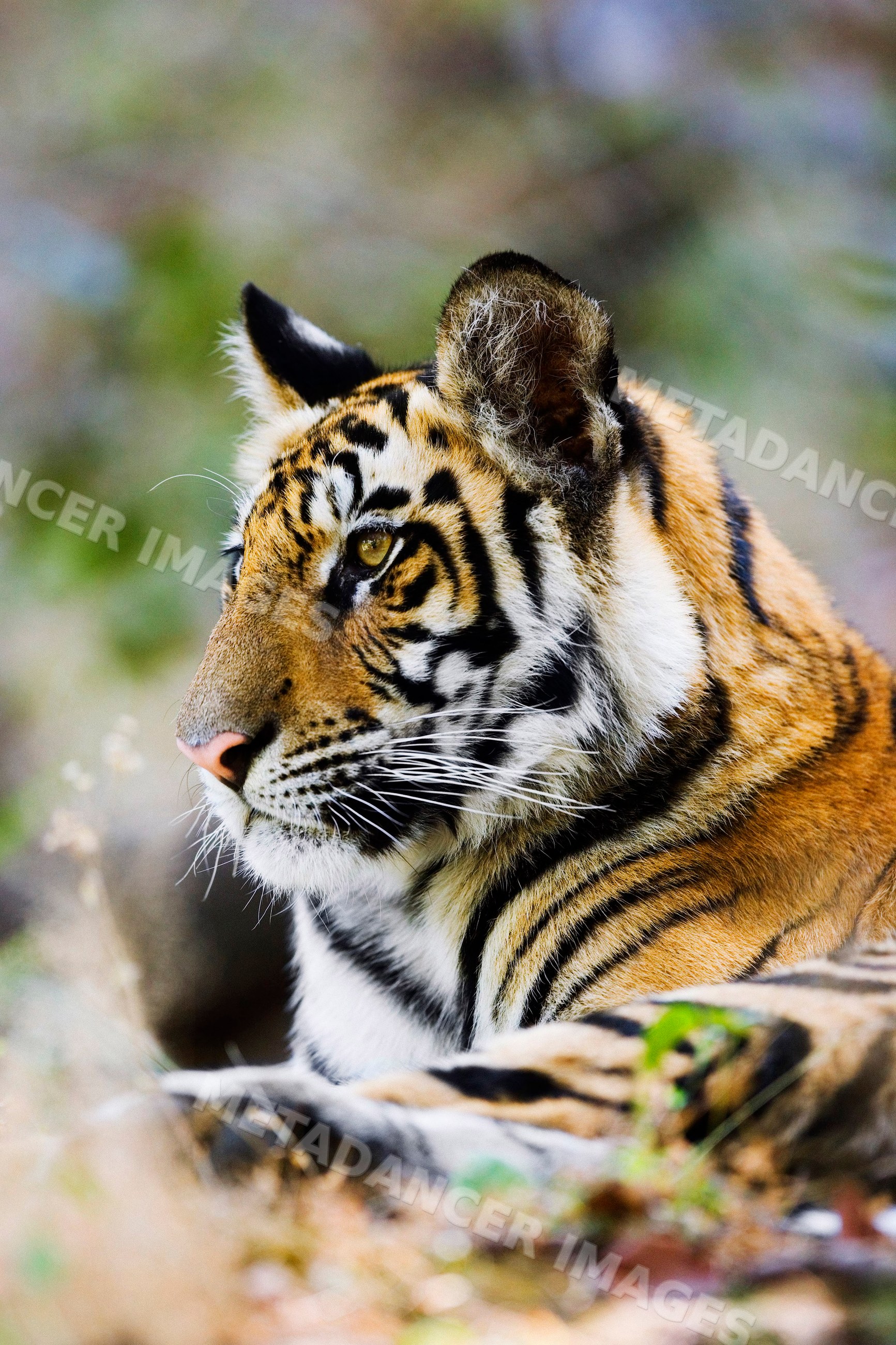 Close-up profile of a tiger in natural outdoor setting