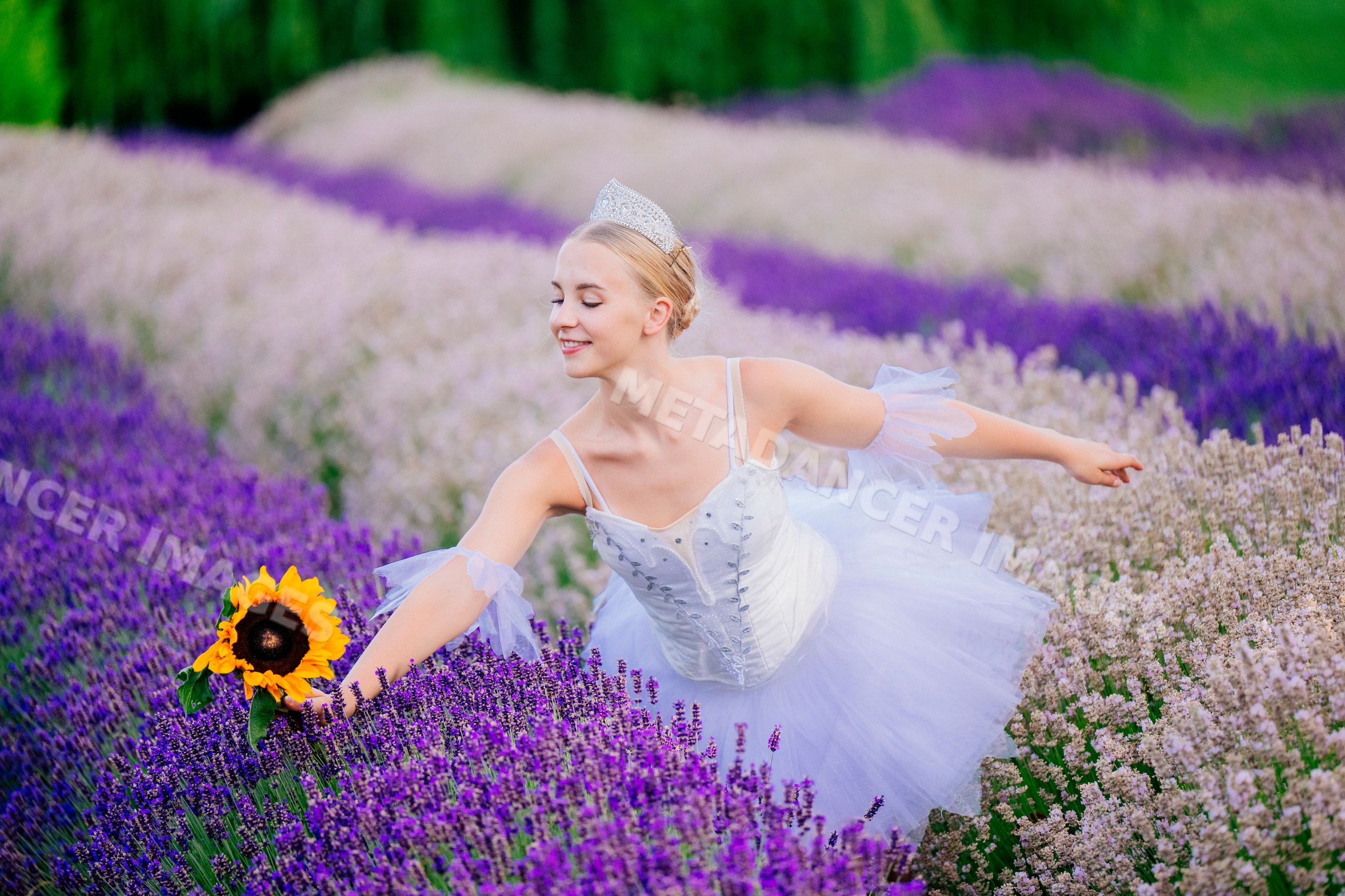 A ballerina dances gracefully in a lavender field holding a sunflower