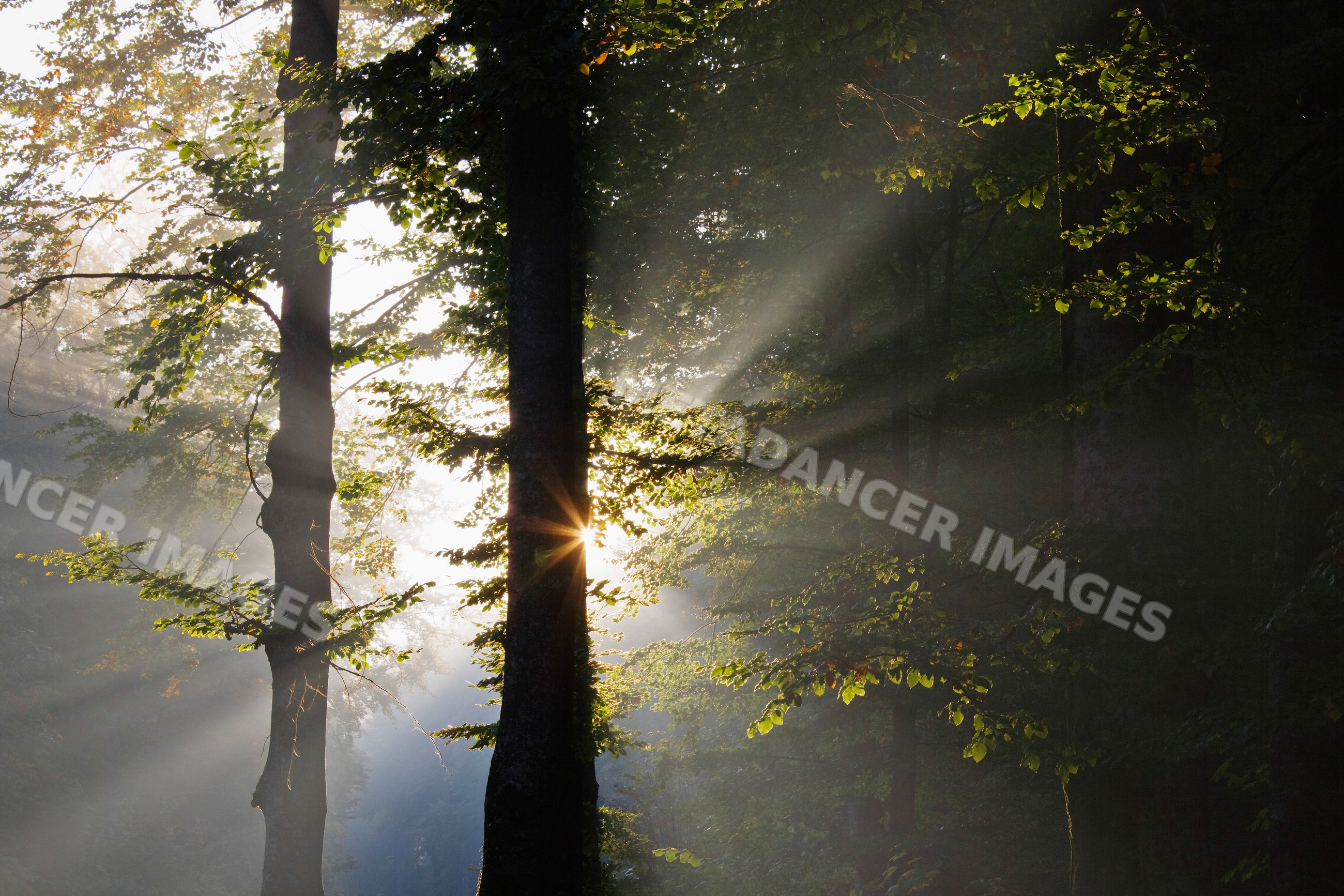 Sunlight streaming through misty forest trees in the morning