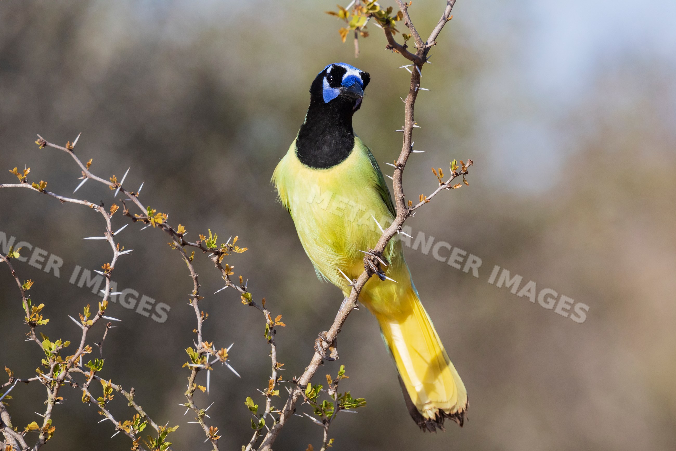 Green Jay perching on thorny branch in santa clara ranch texas
