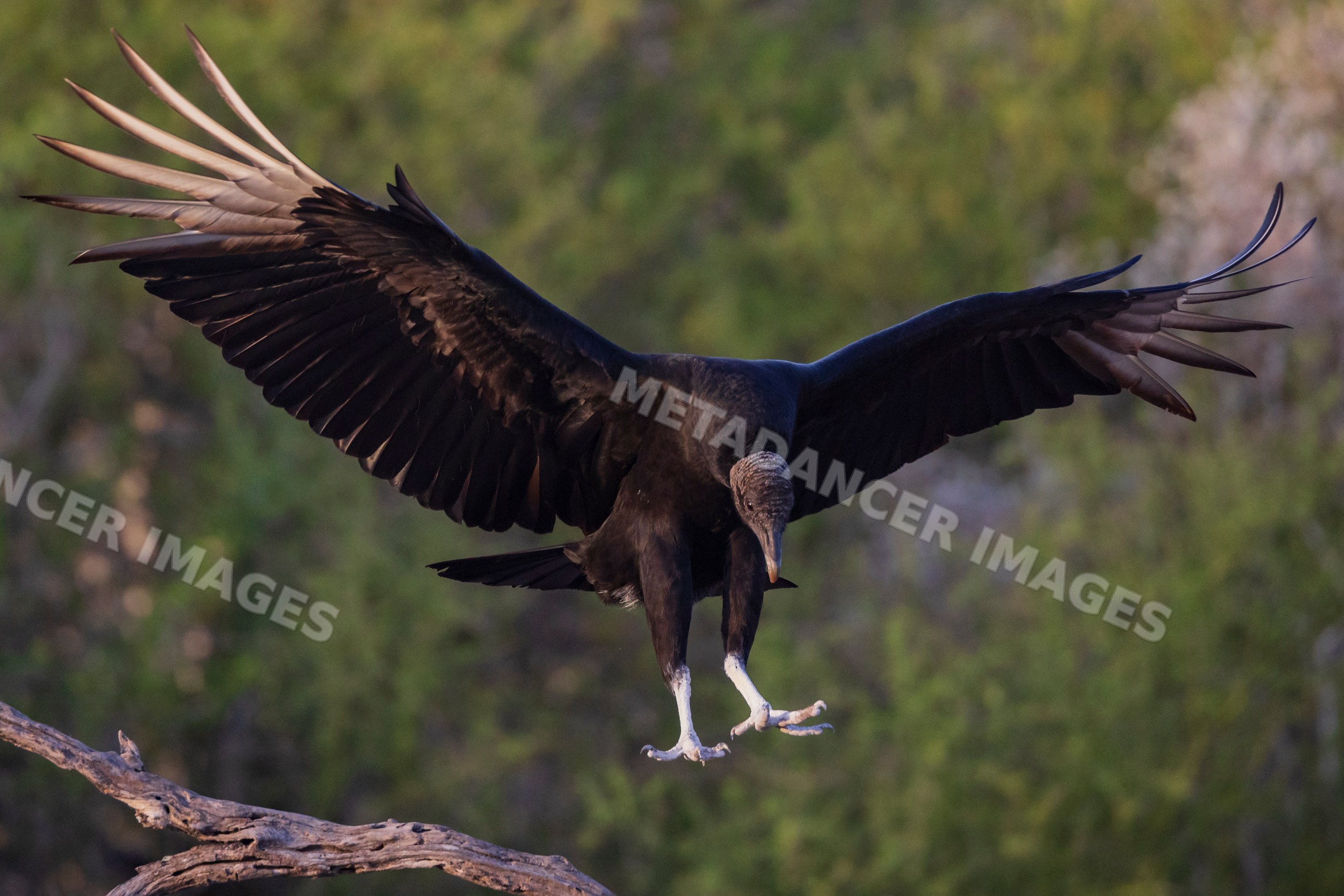 Black Vulture in Flight near tree branch in texas wildlife