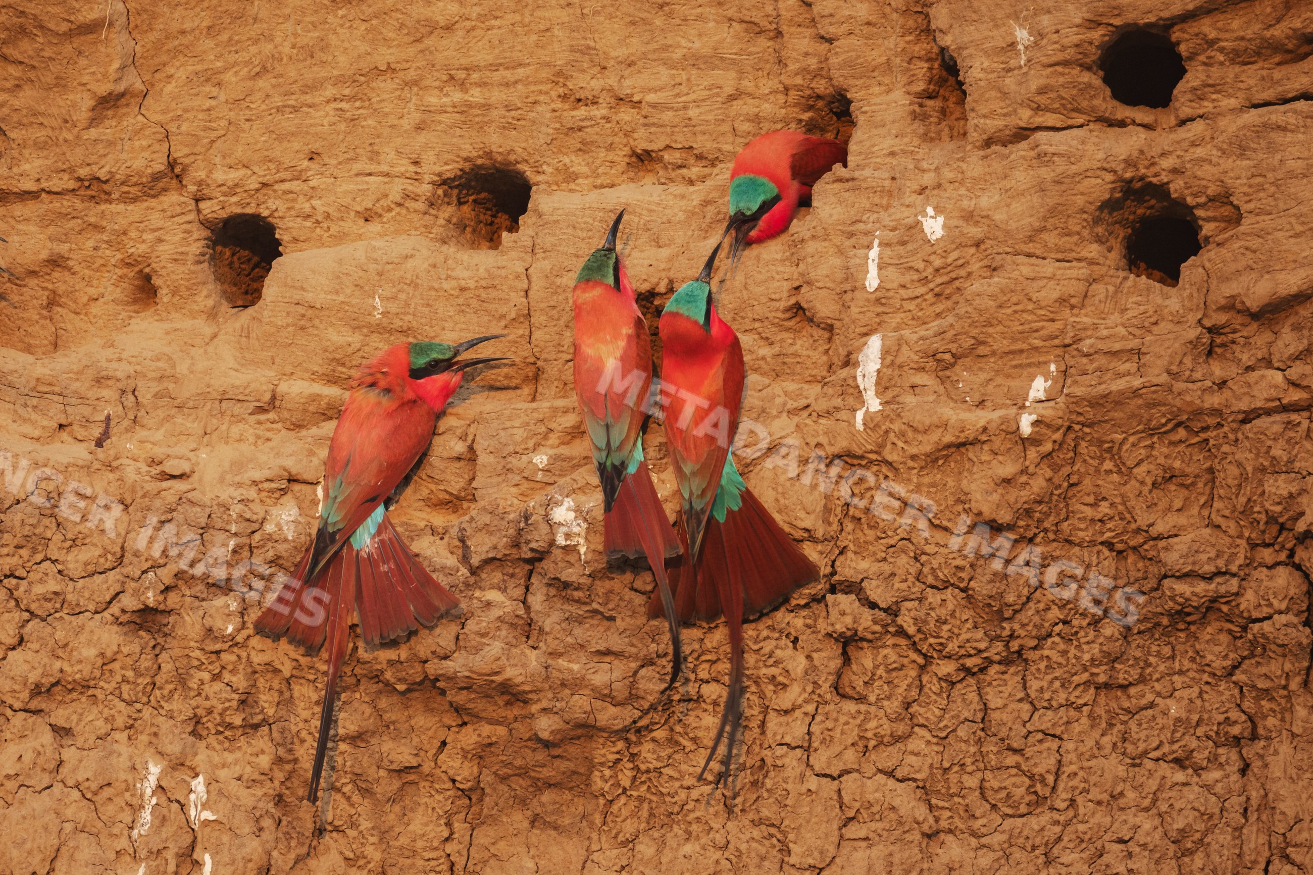 Carmine Bee-Eaters nesting