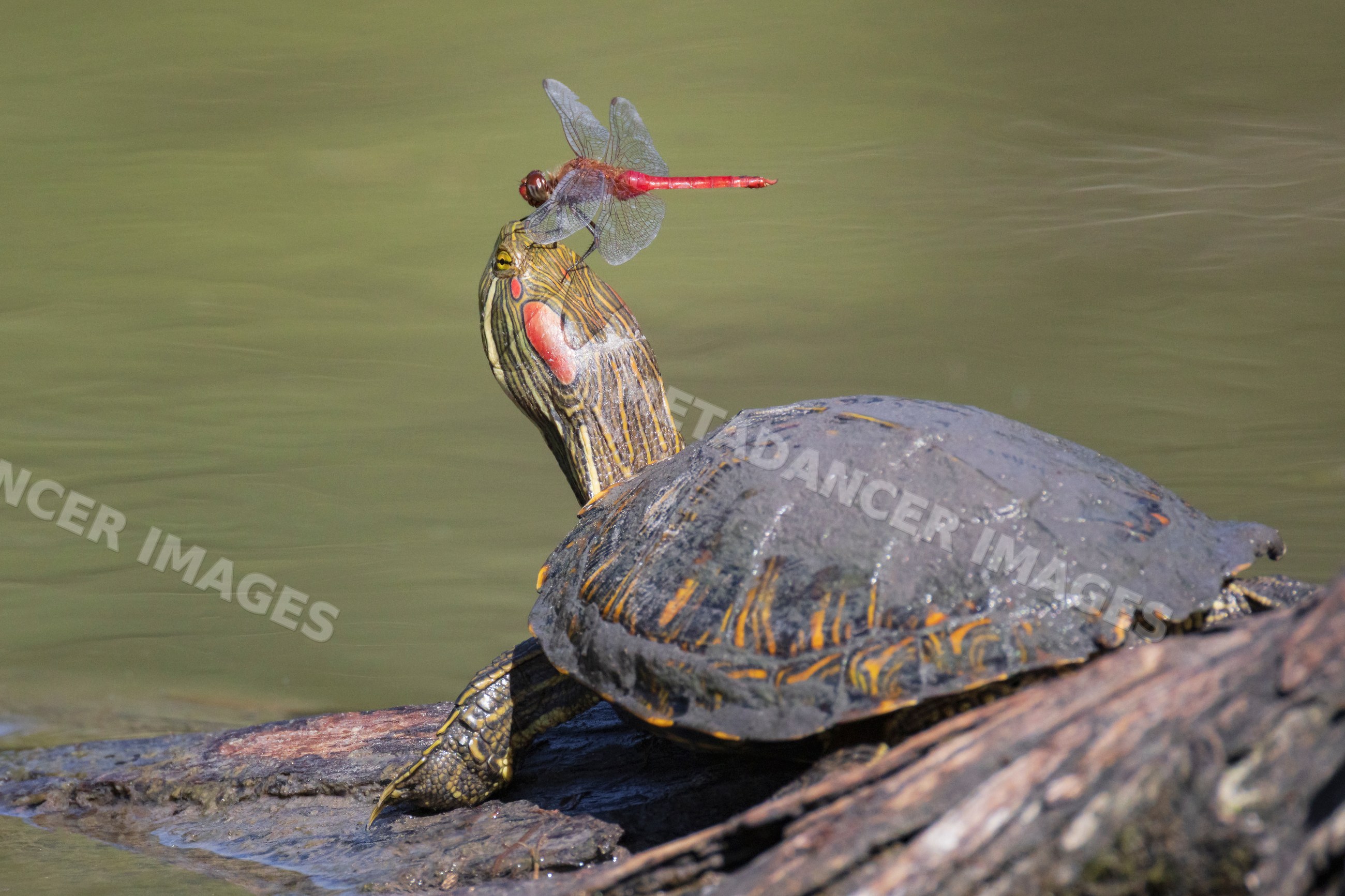 Roseate skimmer dragonfly perched on red-Eared Slider turtle's head