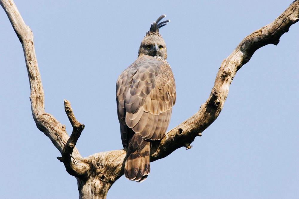 Crested hawk eagle perched on dry tree branch in nature