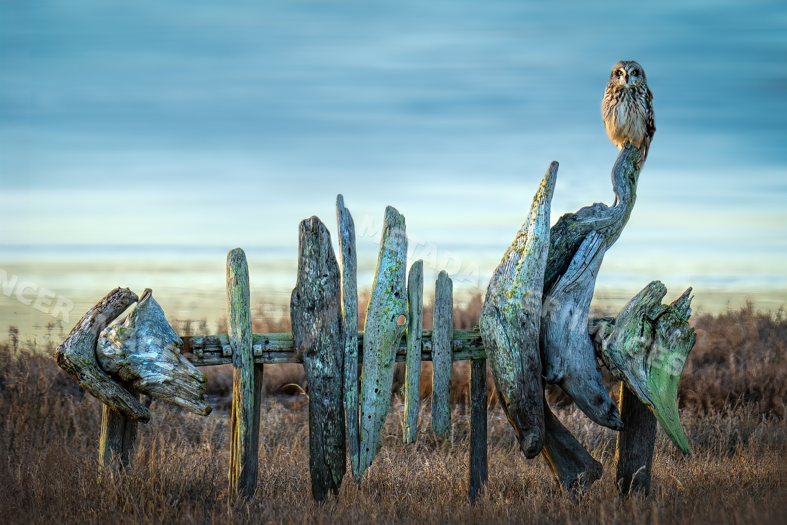Owl perched on driftwood fence in USA grassy field at dusk