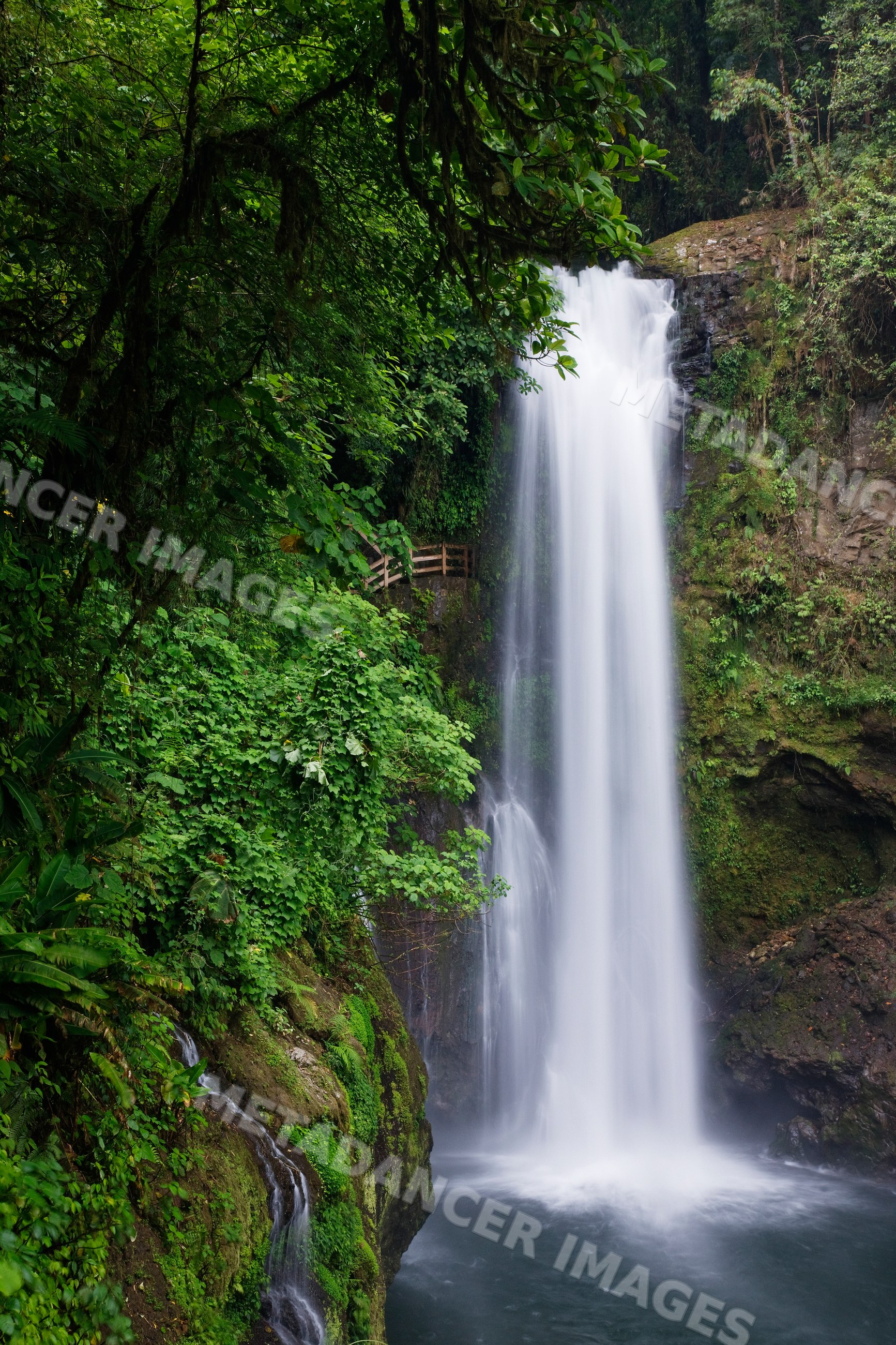 Waterfall cascading in lush forest of cordillera central costa rica
