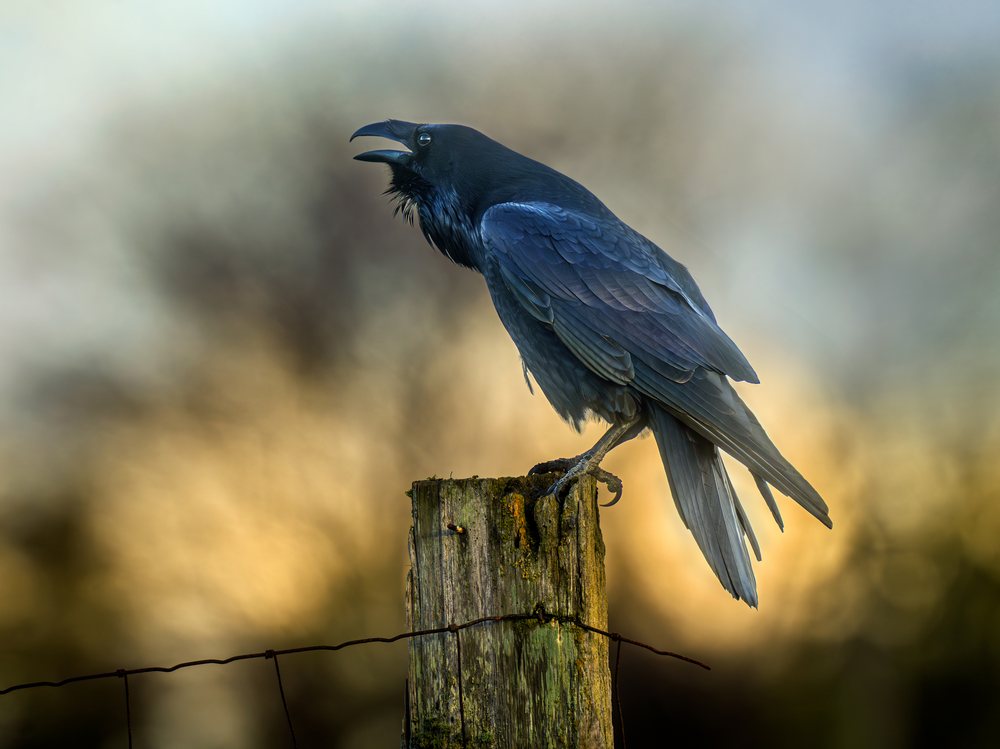 Crow perching on wooden fence post in natural outdoor wildlife setting