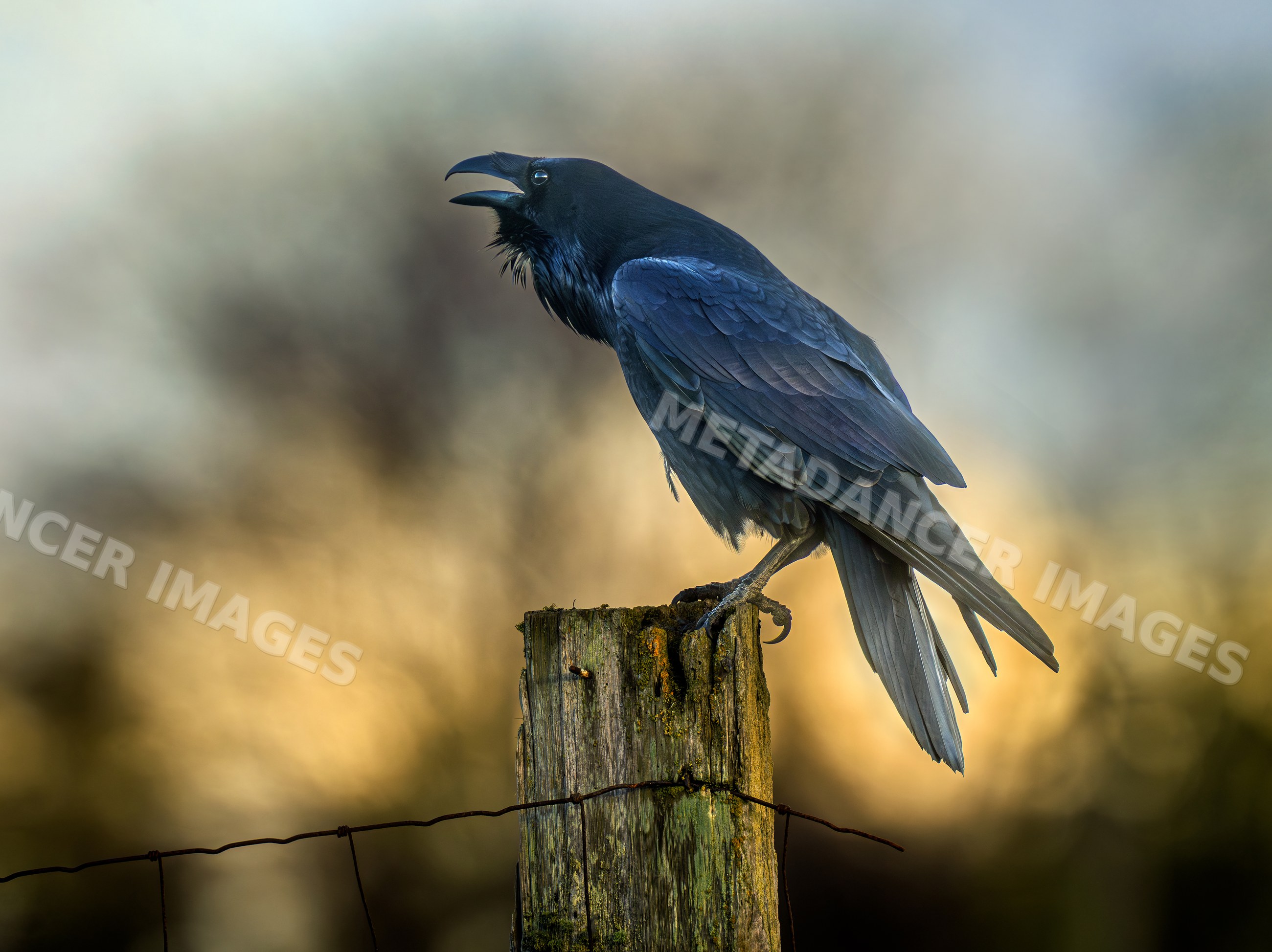 Crow perching on wooden fence post in natural outdoor wildlife setting