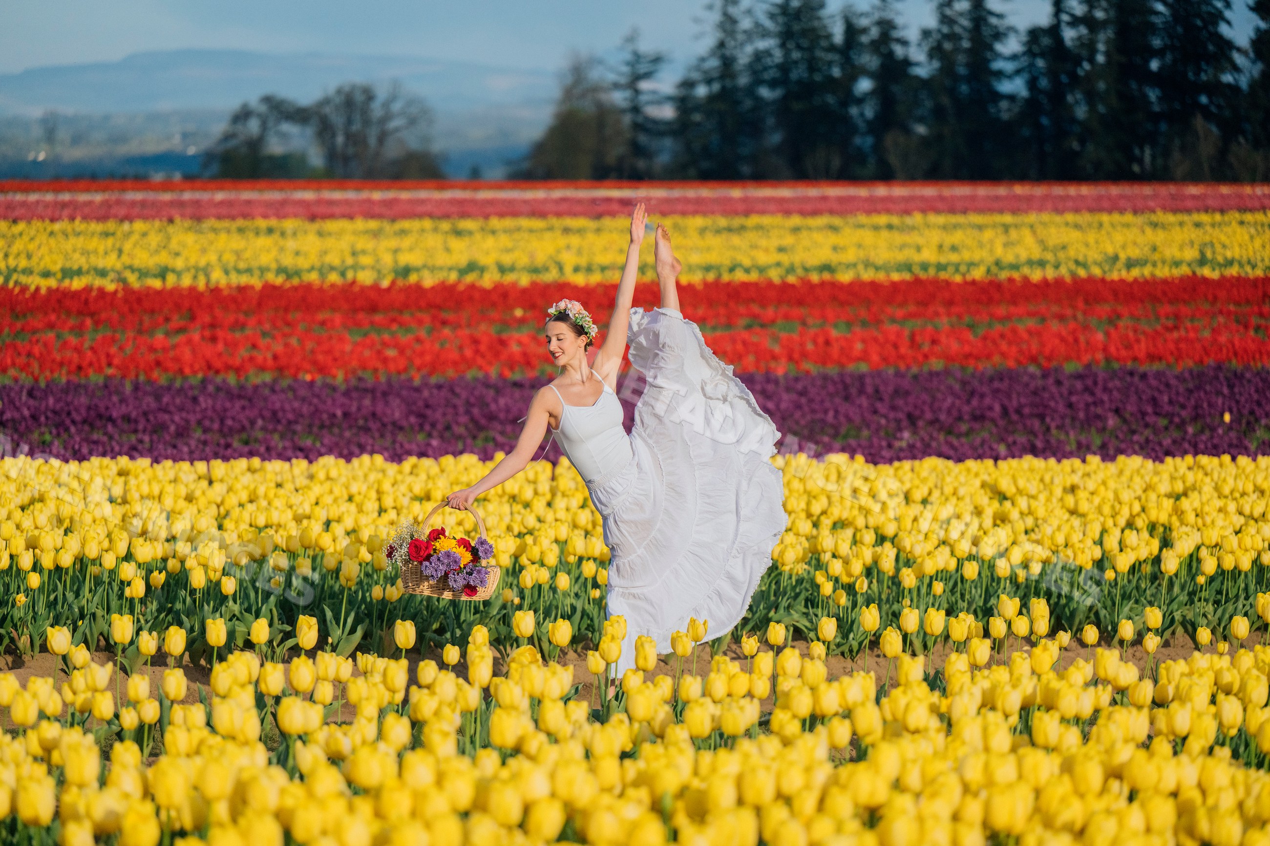 Ballet dancer posing in white dress in colorful tulip field