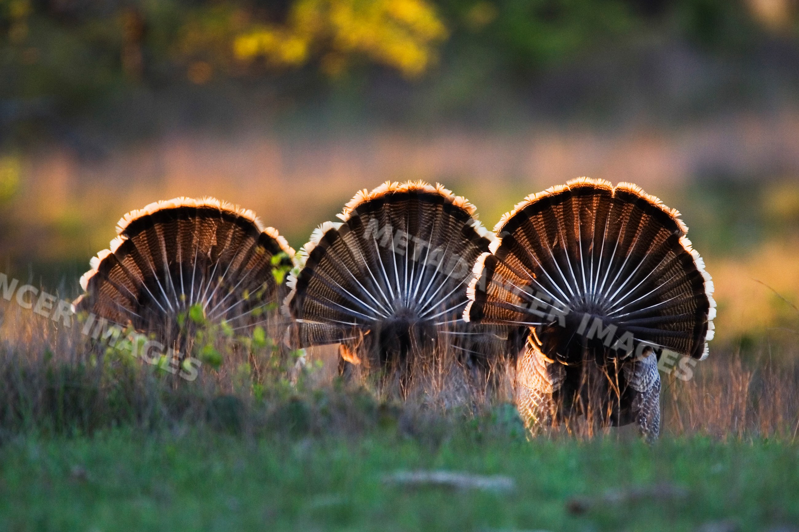 Wild turkeys displaying fan-shaped tail feathers